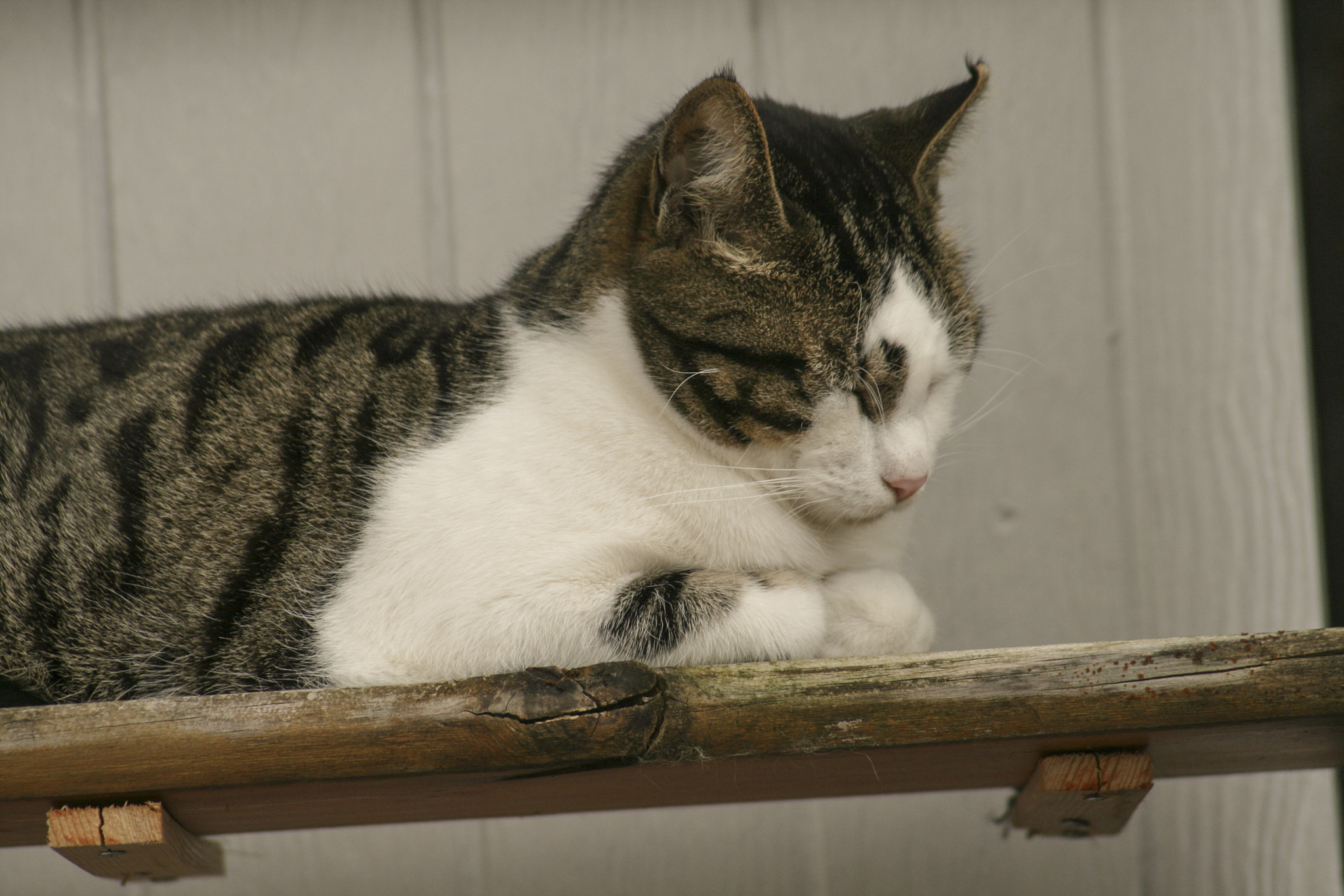 Canon EOS 400D (EOS Digital Rebel XTi / EOS Kiss Digital X) + Canon EF 55-200mm F4.5-5.6 II USM sample photo. Cats photography