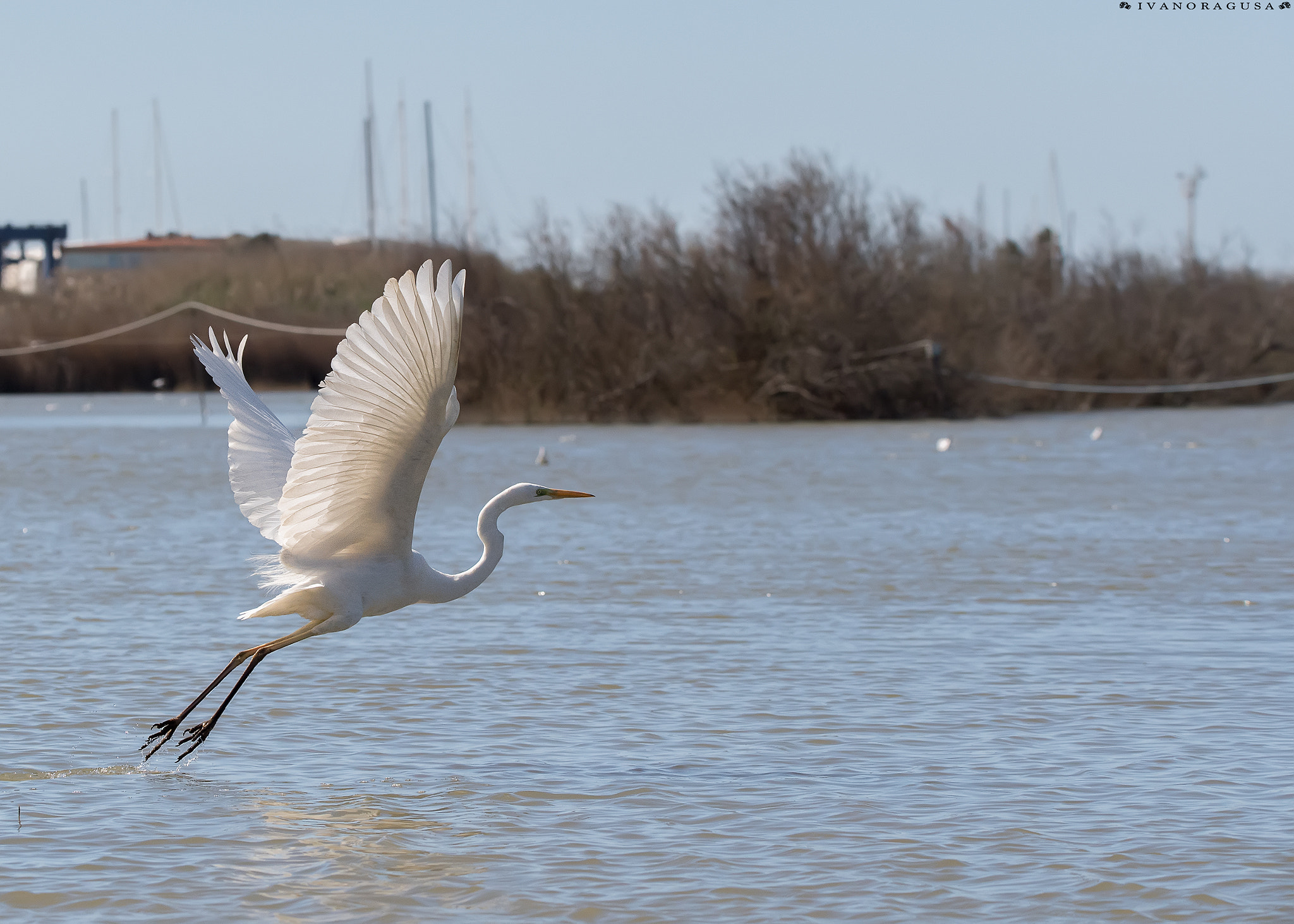 Nikon D5 + Sigma 150-600mm F5-6.3 DG OS HSM | S sample photo. Dsc photography