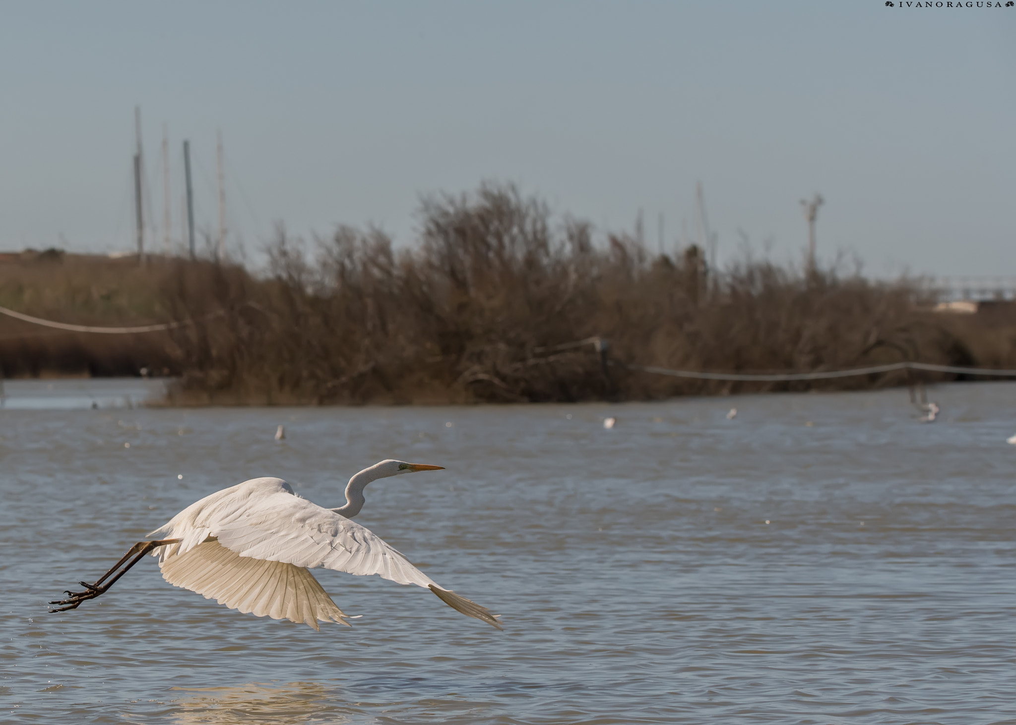Sigma 150-600mm F5-6.3 DG OS HSM | S sample photo. Dsc photography