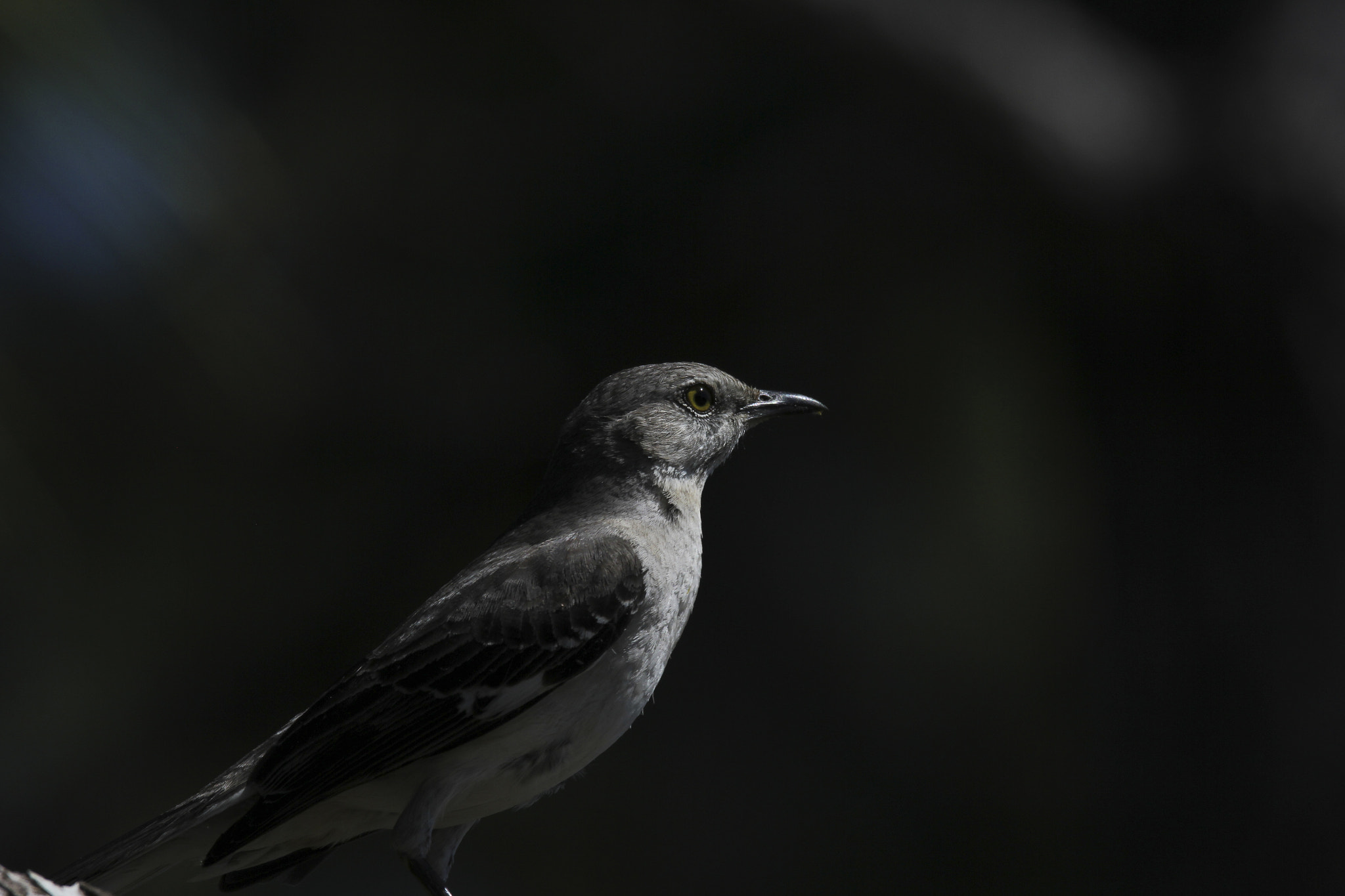 Canon EOS 60D sample photo. Northern mockingbird (mimus polyglottos) photography