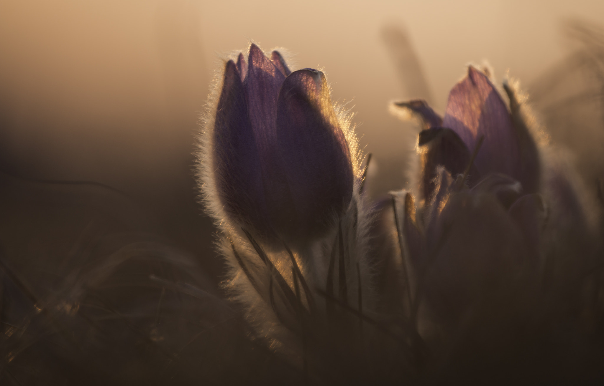 Canon EOS 70D + Canon EF 70-200mm F4L USM sample photo. Soft light photography