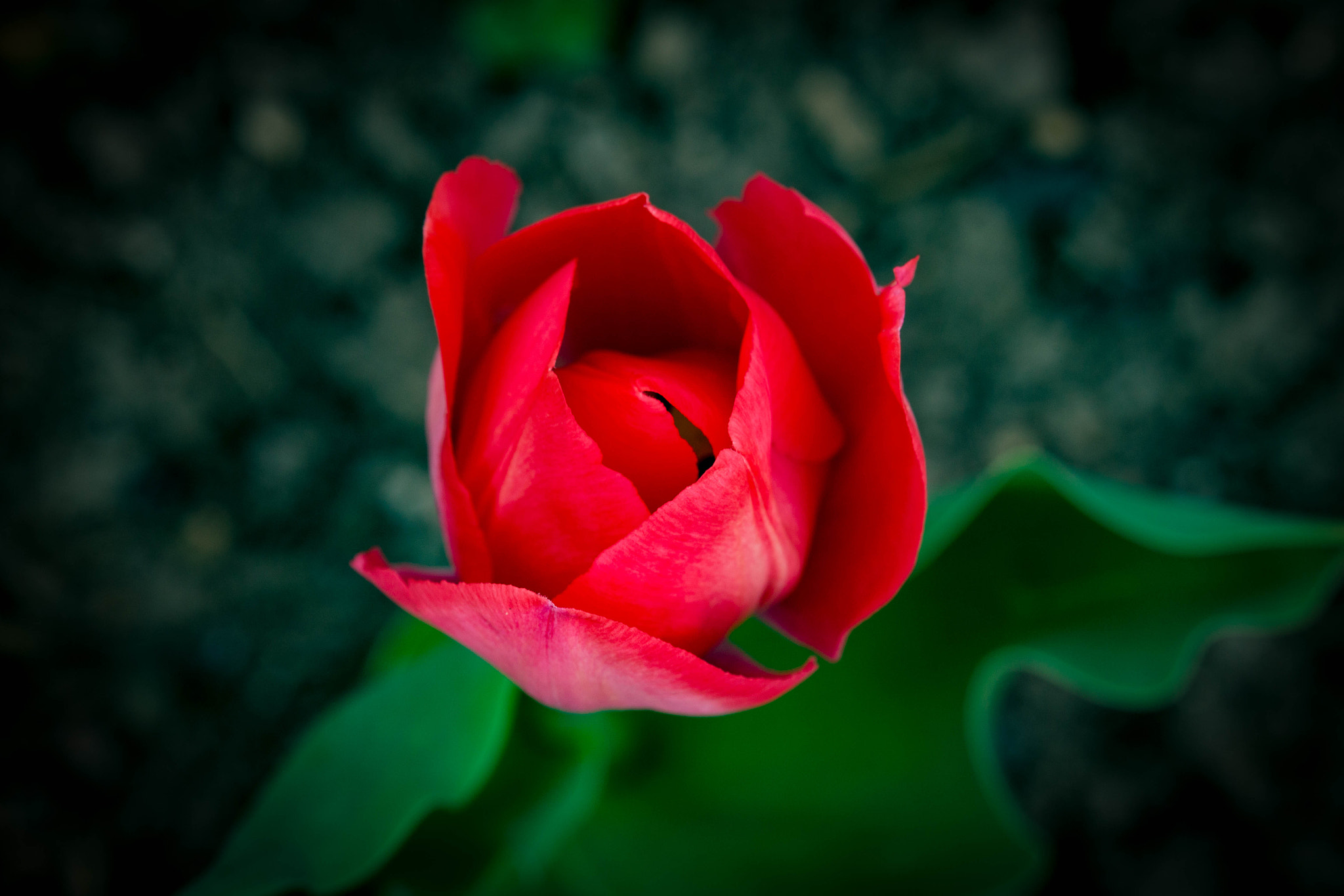 Canon EF-S 55-250mm F4-5.6 IS STM sample photo. Rote schönheit photography