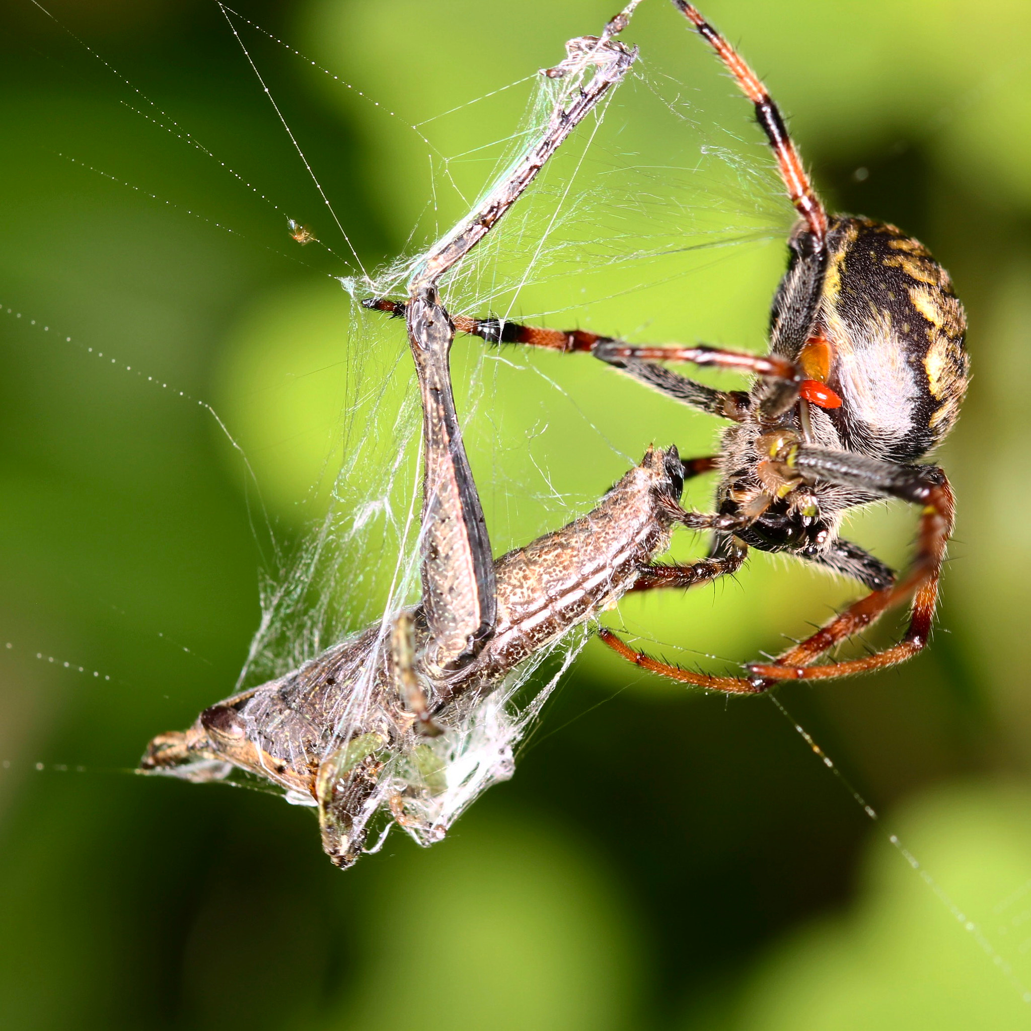 Canon EOS 60D + Sigma 105mm F2.8 EX DG OS HSM sample photo. Spider photography