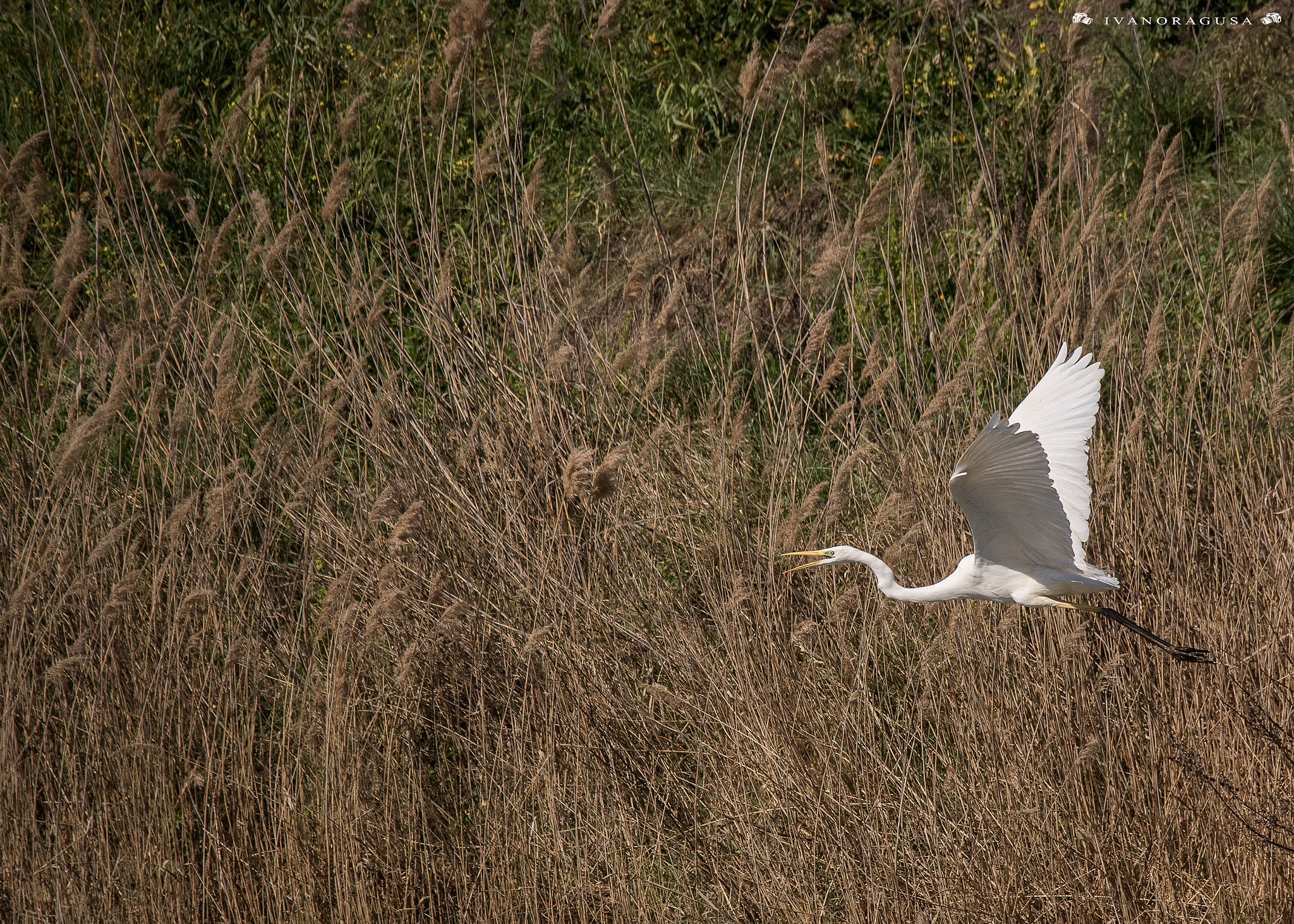 Sigma 150-600mm F5-6.3 DG OS HSM | S sample photo. Dsc photography
