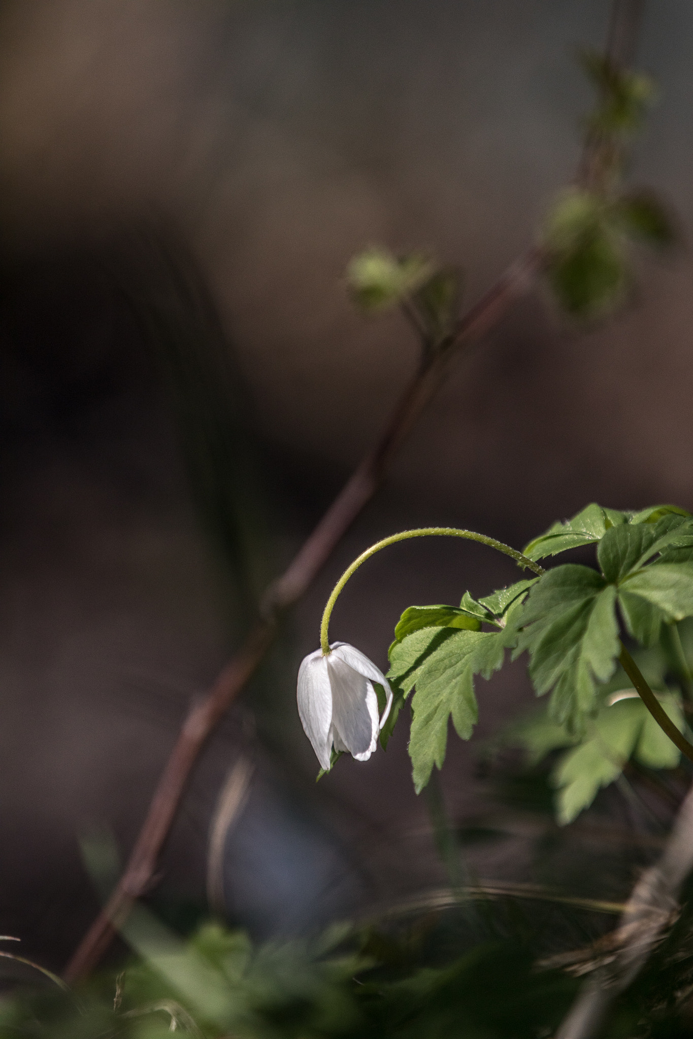 Canon EOS 5D Mark IV + Canon EF 70-200mm F2.8L IS II USM sample photo. Spring awakening photography