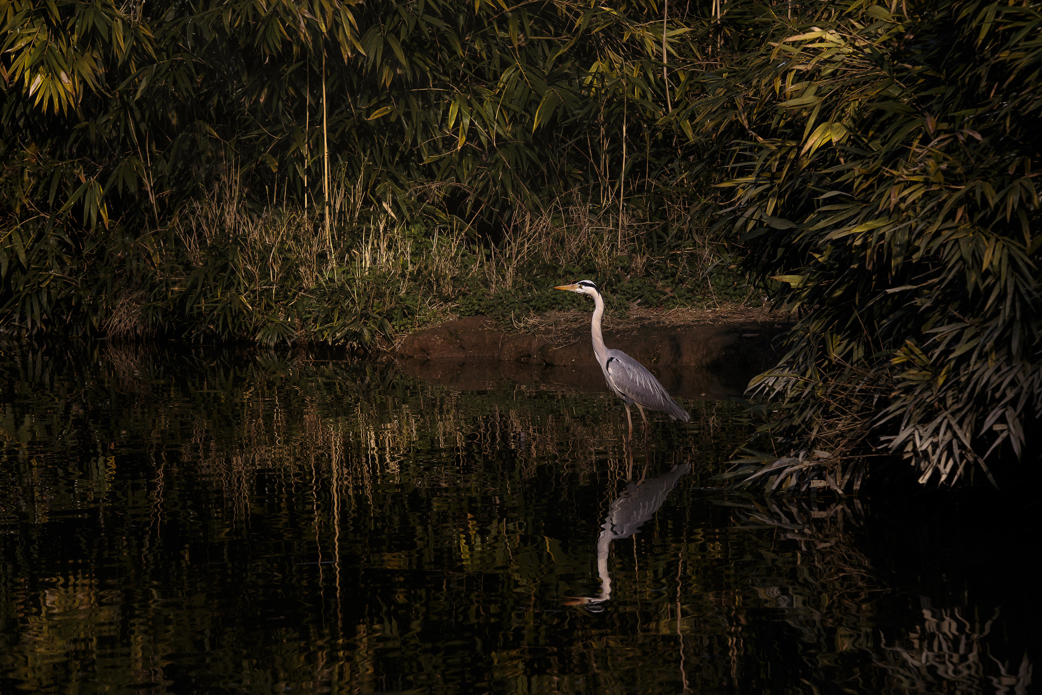 Tamron SP 150-600mm F5-6.3 Di VC USD sample photo. Mystic heron photography