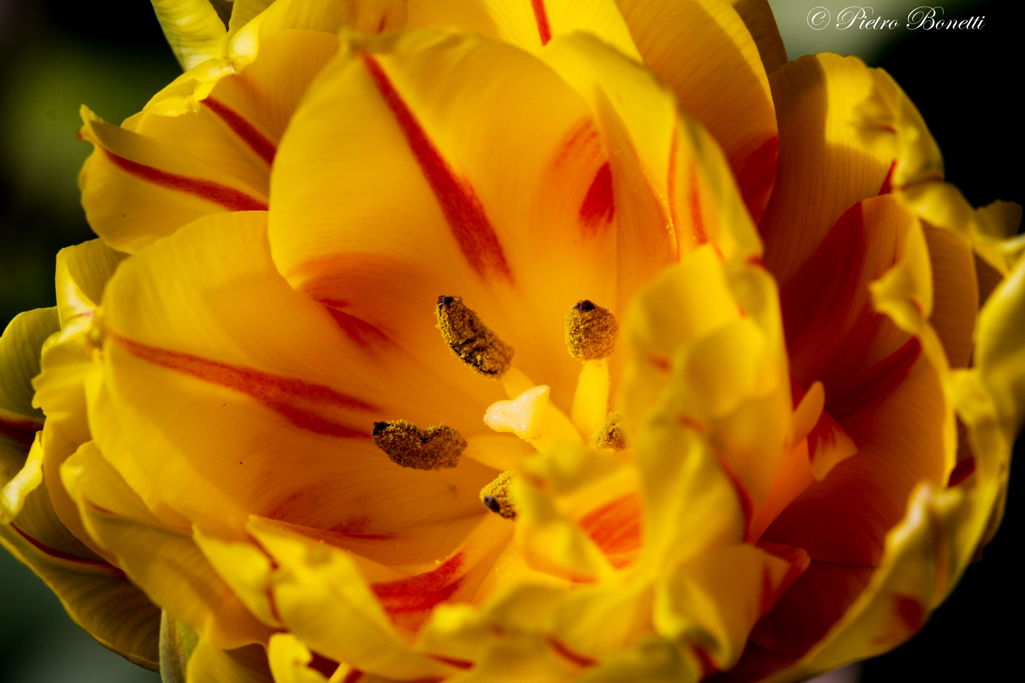 Canon EF 100mm F2.8L Macro IS USM sample photo. Primavera in giallo photography