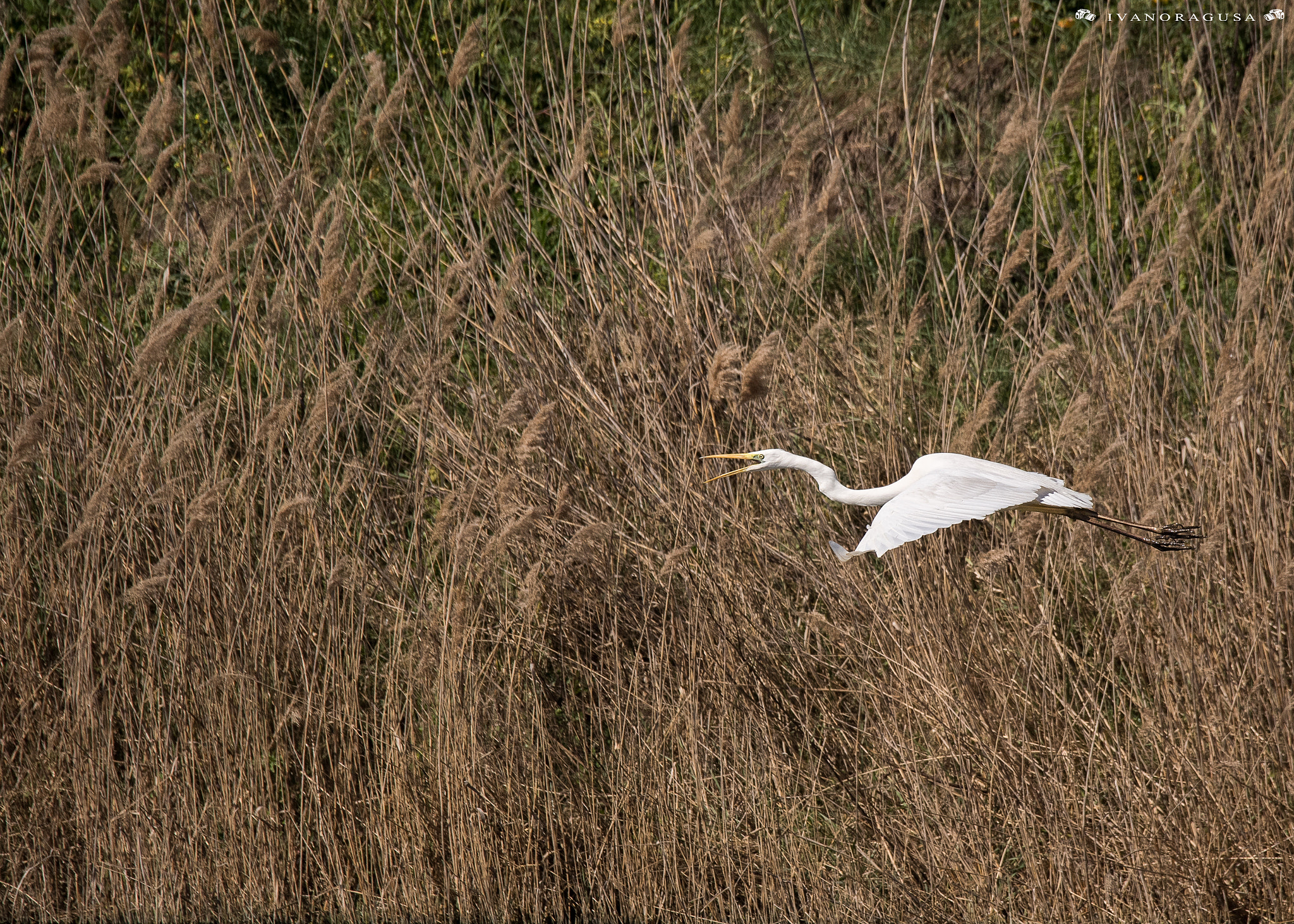 Sigma 150-600mm F5-6.3 DG OS HSM | S sample photo. Dsc photography