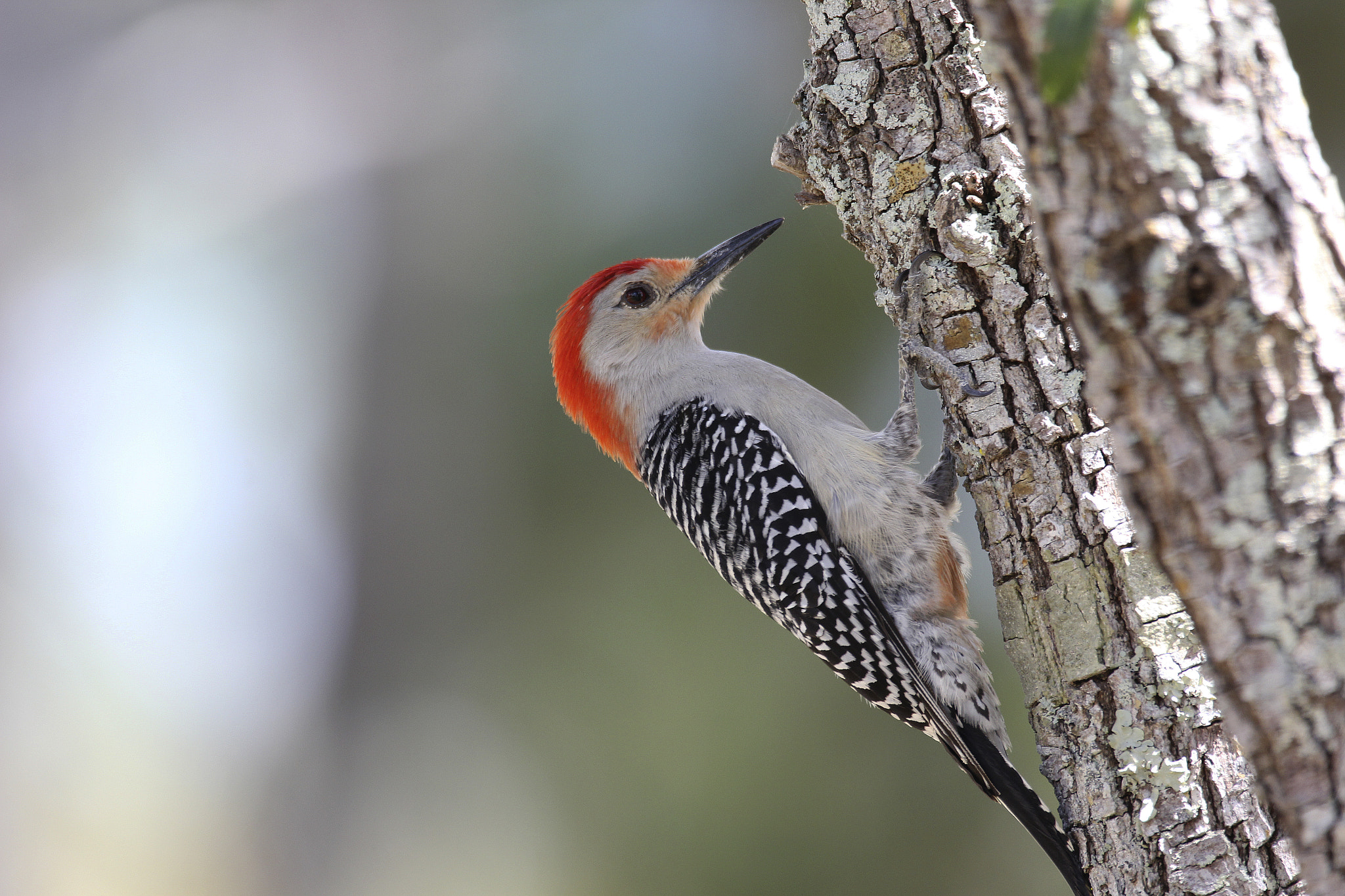 150-600mm F5-6.3 DG OS HSM | Contemporary 015 sample photo. Red-bellied woodpecker (melanerpes carolinus) photography