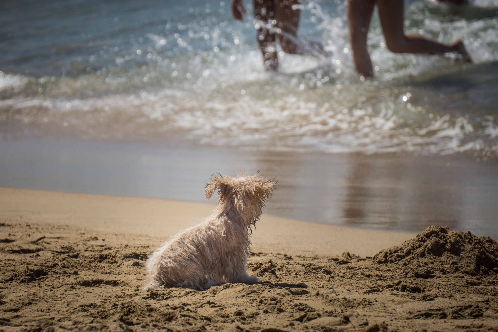 Sony Alpha NEX-7 + Sony E 55-210mm F4.5-6.3 OSS sample photo. Canine lifeguard photography