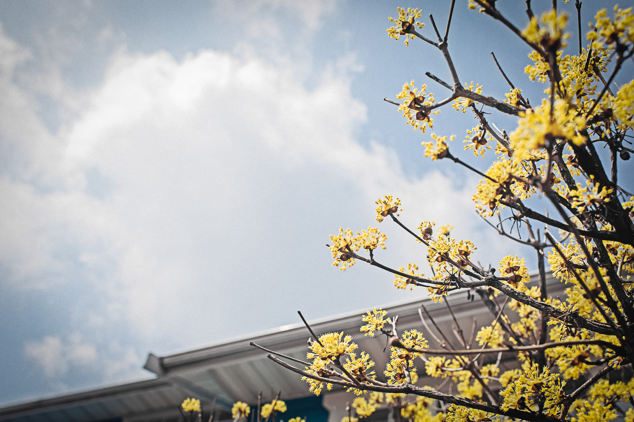 Canon EOS 6D + Canon EF 28mm F1.8 USM sample photo. New spring photography