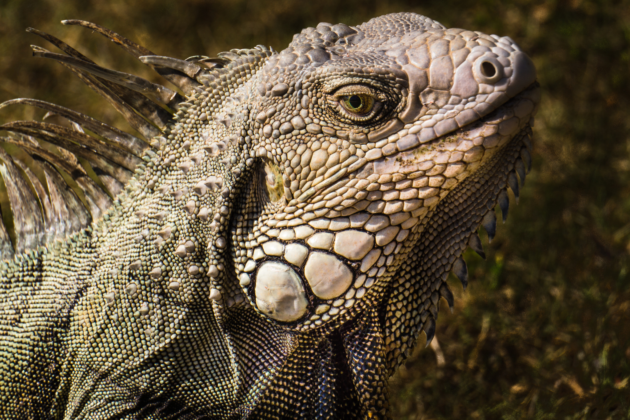 Sony Alpha NEX-7 sample photo. Eyes of the iguana photography