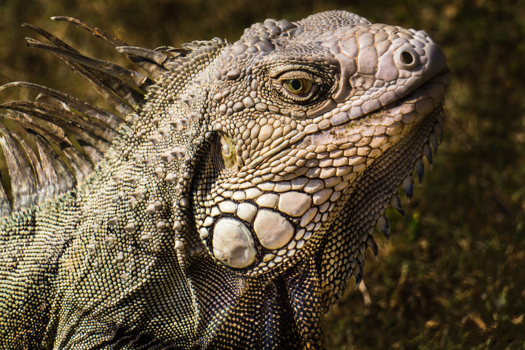 Sony Alpha NEX-7 + Sony E 55-210mm F4.5-6.3 OSS sample photo. Eyes of the iguana photography