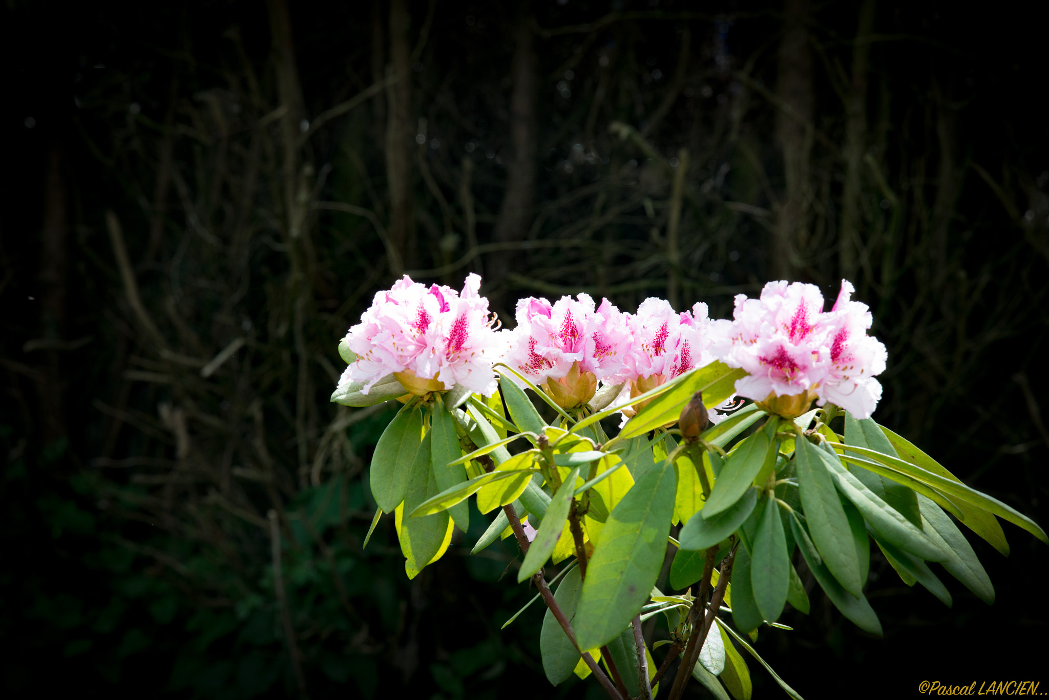 Nikon D800 sample photo. Flowers of april photography