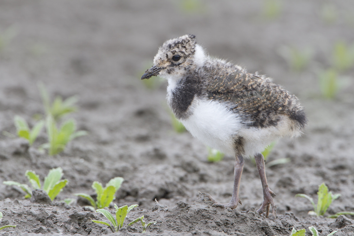 Canon EF 500mm F4L IS USM sample photo. Lapwing photography