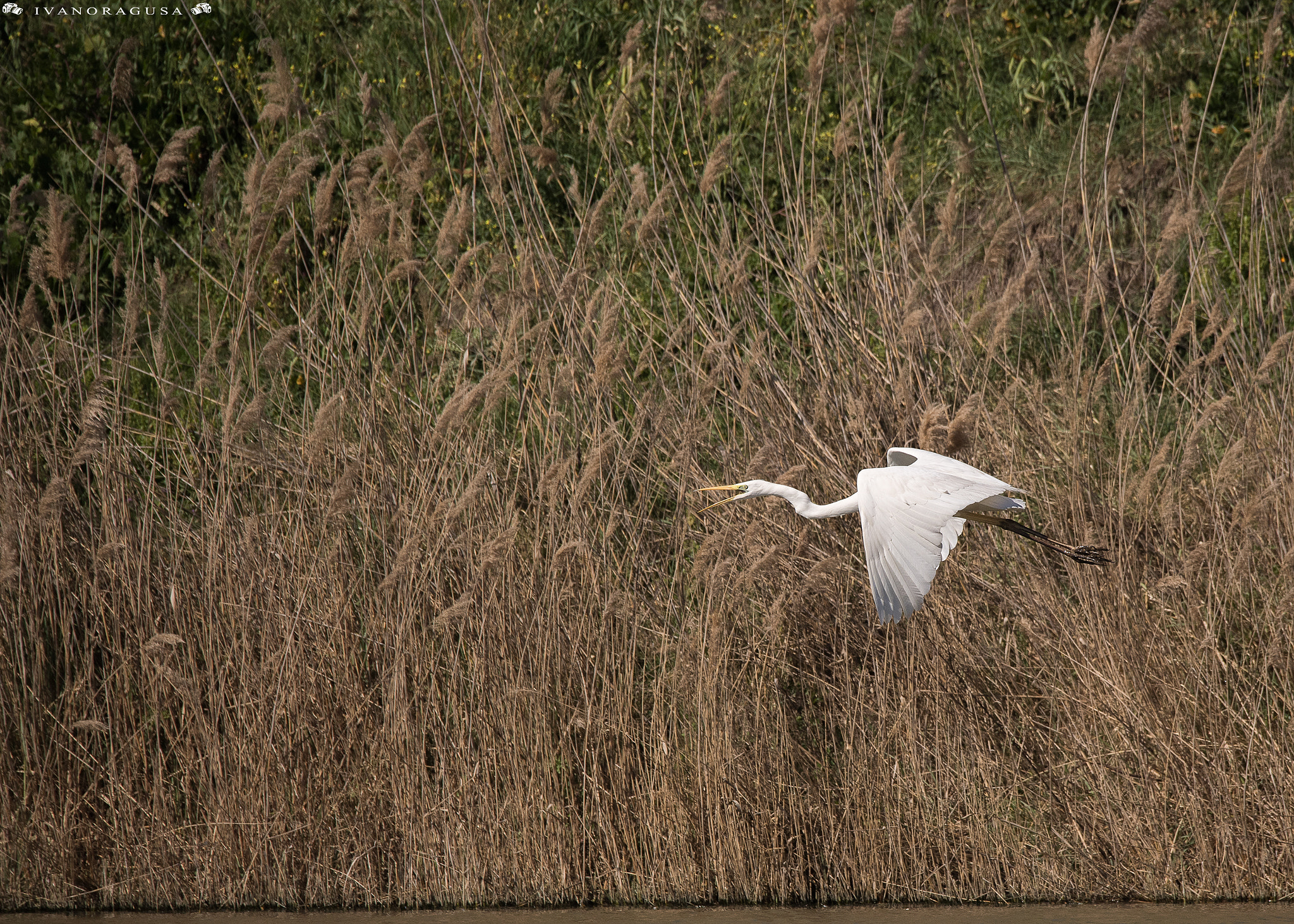 Sigma 150-600mm F5-6.3 DG OS HSM | S sample photo. Dsc photography