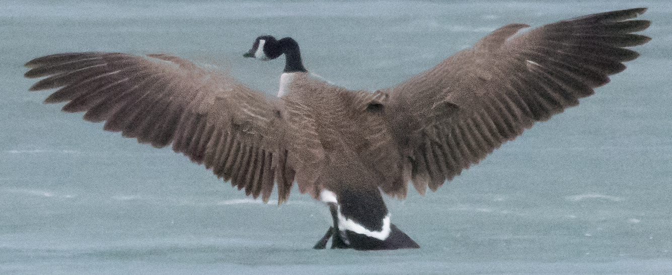 Pentax K-3 II + Sigma 150-500mm F5-6.3 DG OS HSM sample photo. Goose grace photography