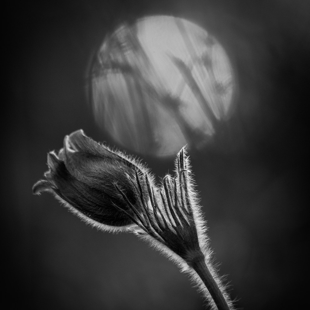 Canon EF-S 55-250mm F4-5.6 IS sample photo. Pulsatilla photography