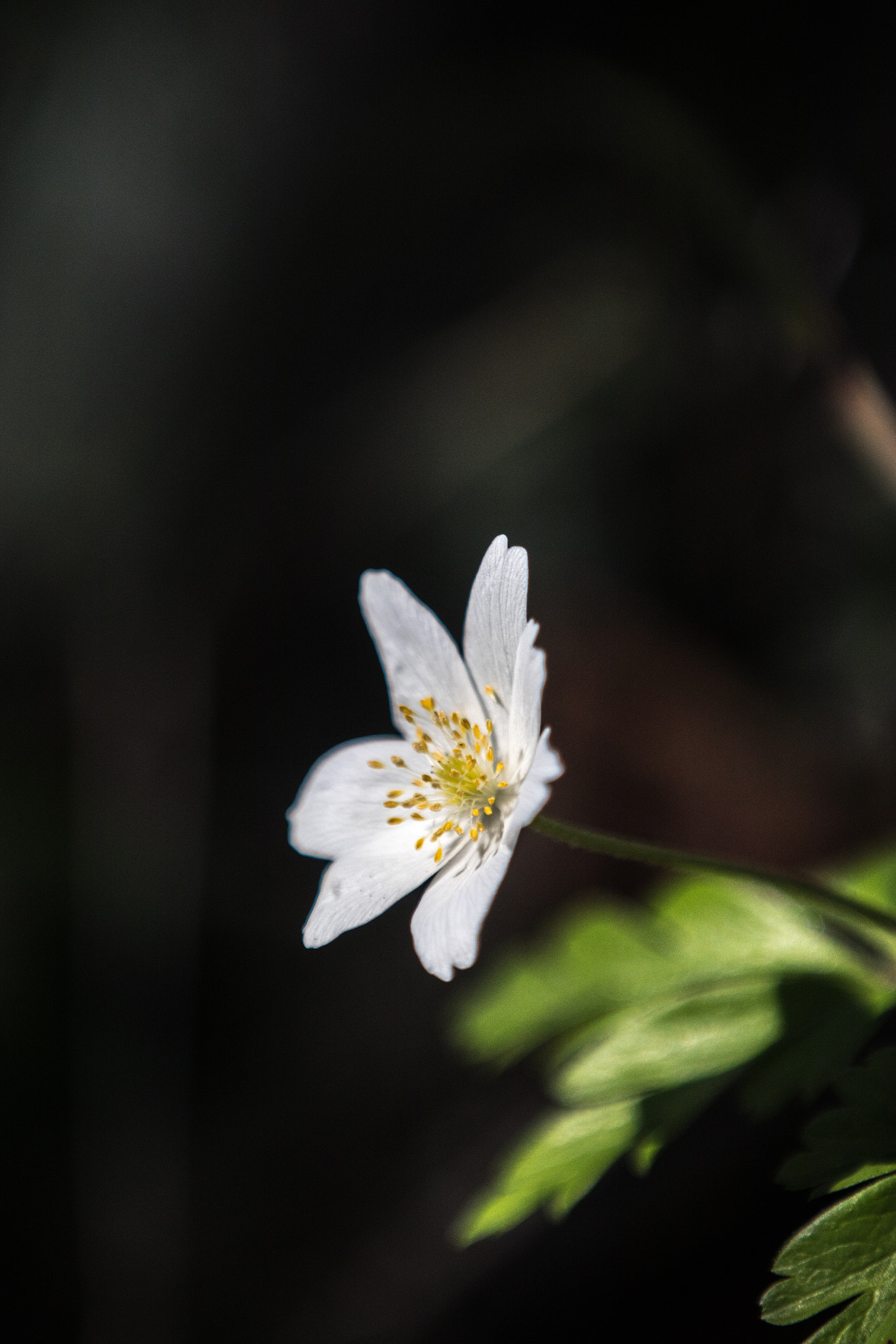 Canon EF 70-200mm F2.8L IS II USM sample photo. Spring awakening ii photography