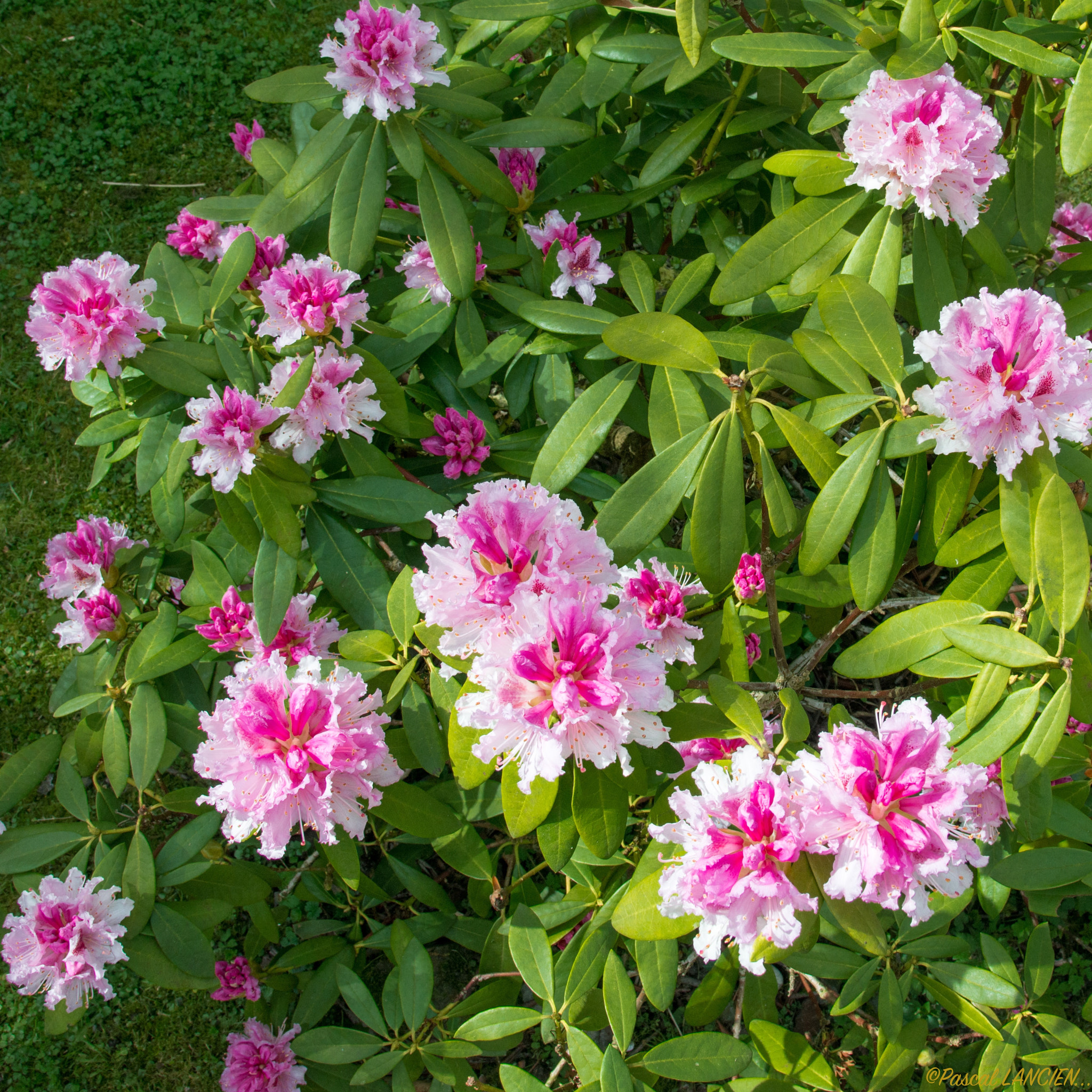 Nikon AF-S Nikkor 24-120mm F4G ED VR sample photo. Rhododendrons photography