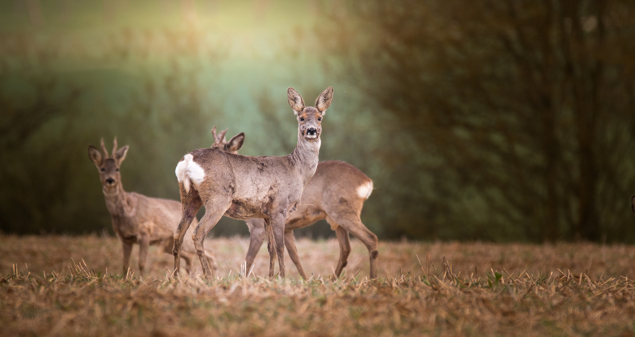 Canon EOS 70D sample photo. Deers in nature photography