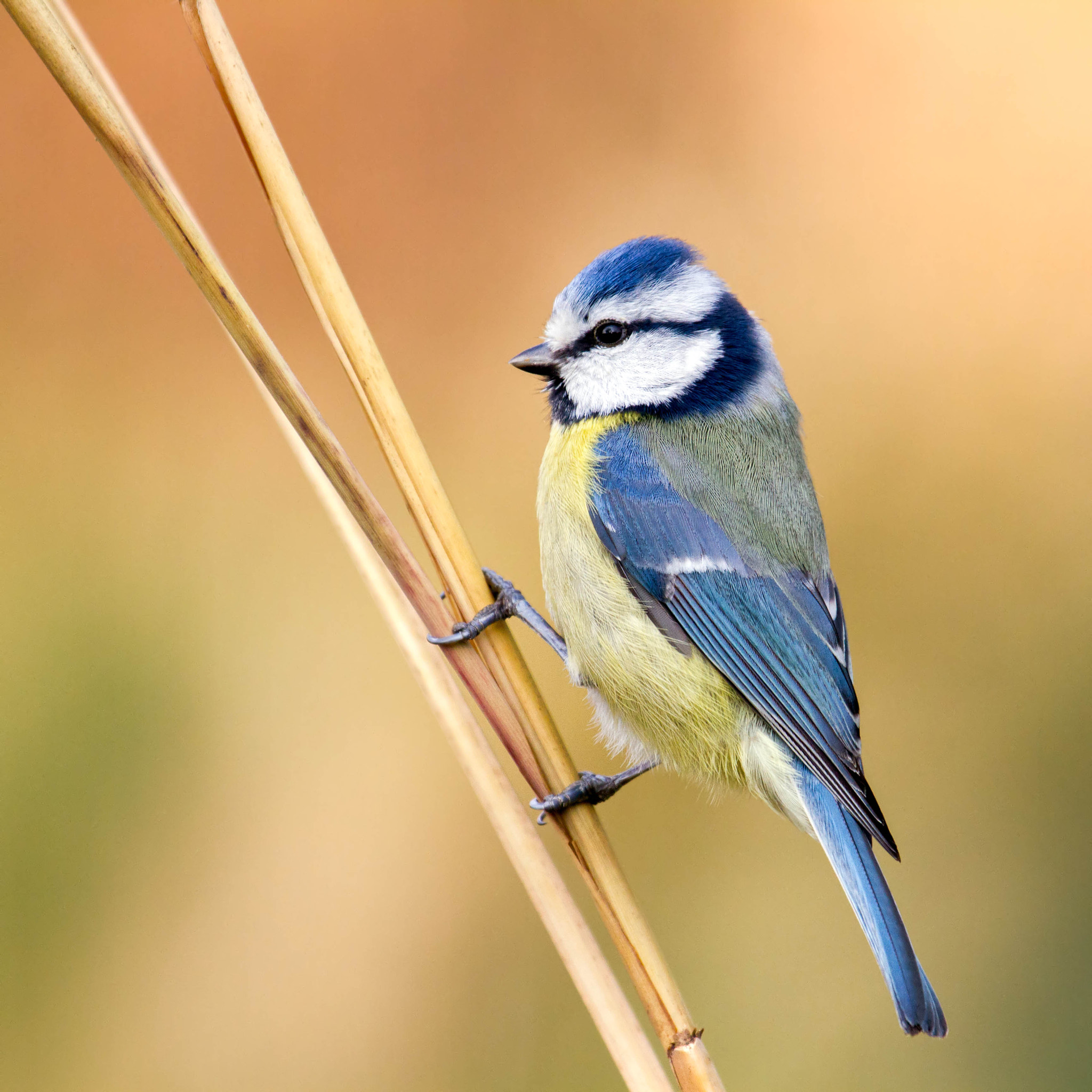 Canon EF 100-400mm F4.5-5.6L IS USM sample photo. Blue tit photography