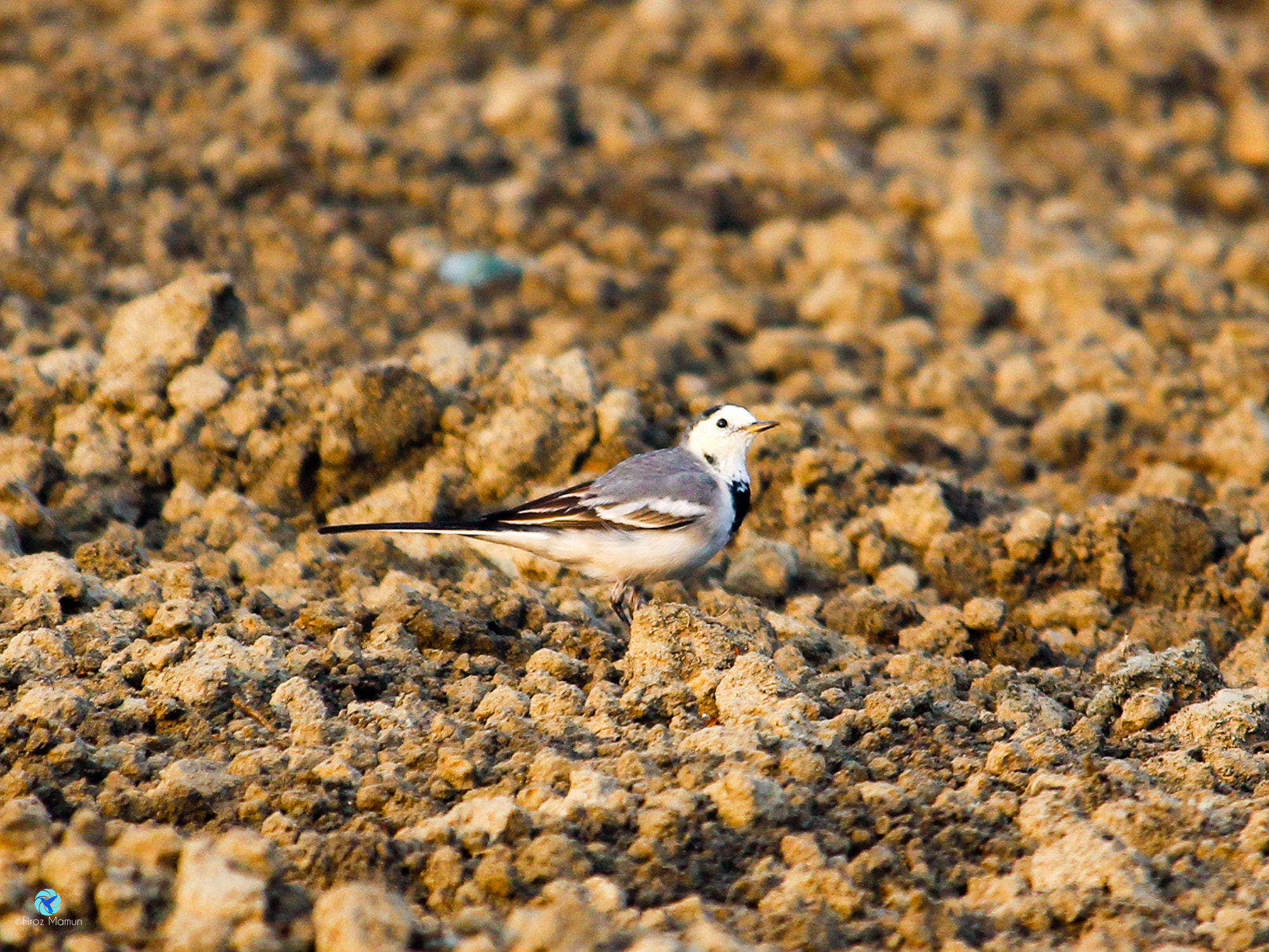 Canon EF-S 55-250mm F4-5.6 IS STM sample photo. White wagtail photography