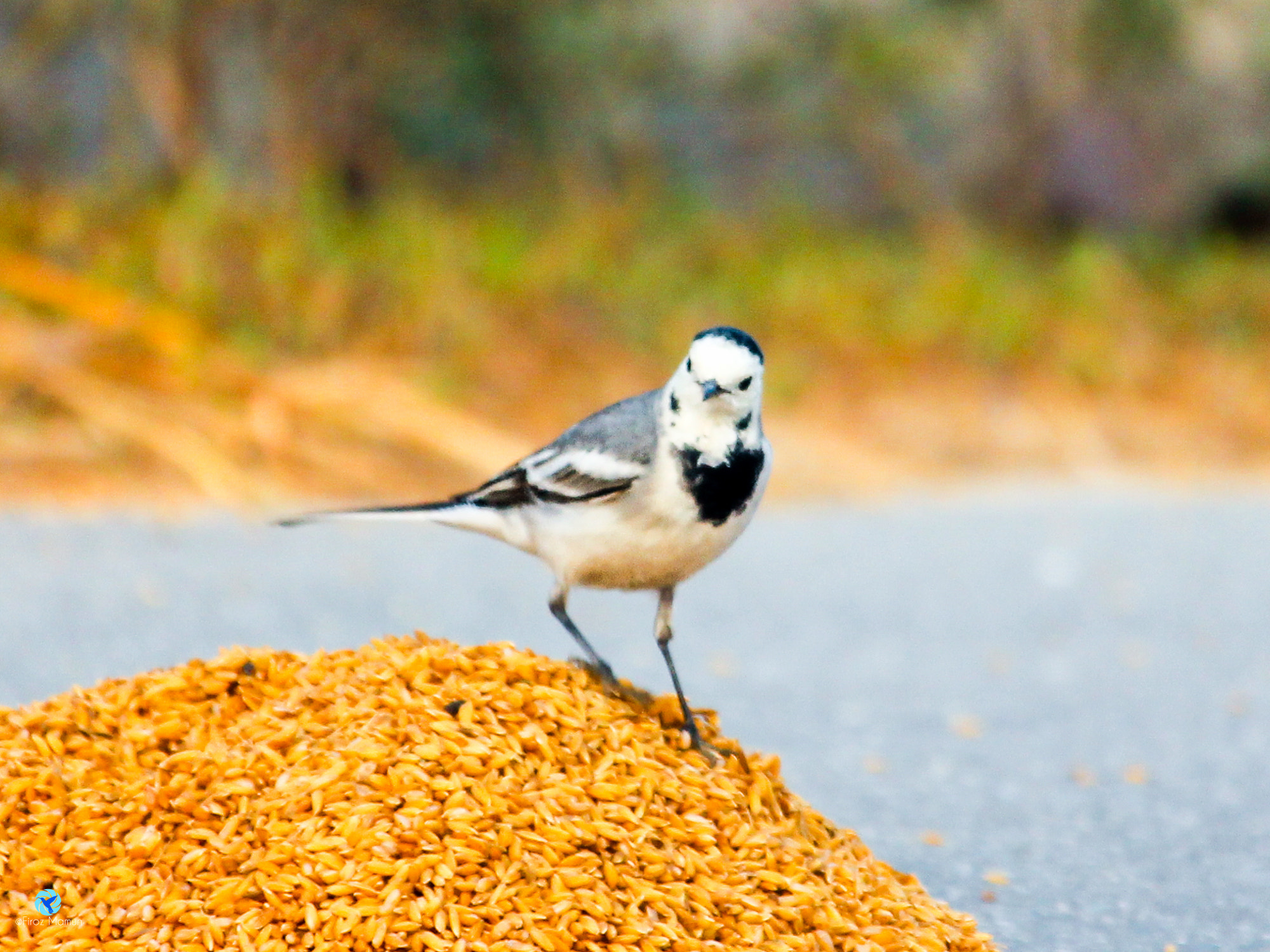 Canon EF-S 55-250mm F4-5.6 IS STM sample photo. White wagtail (2) photography