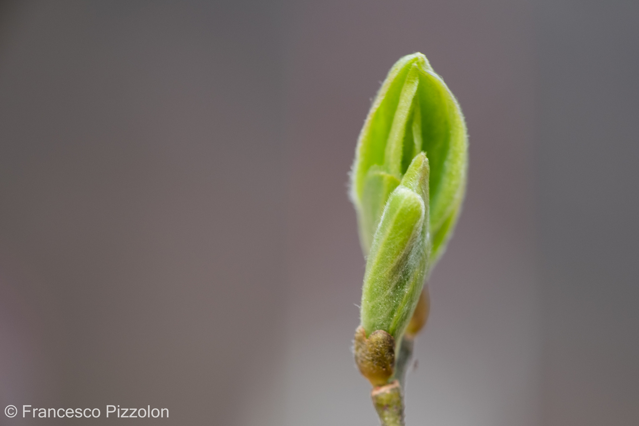 Fujifilm X-T10 sample photo. Spring photography