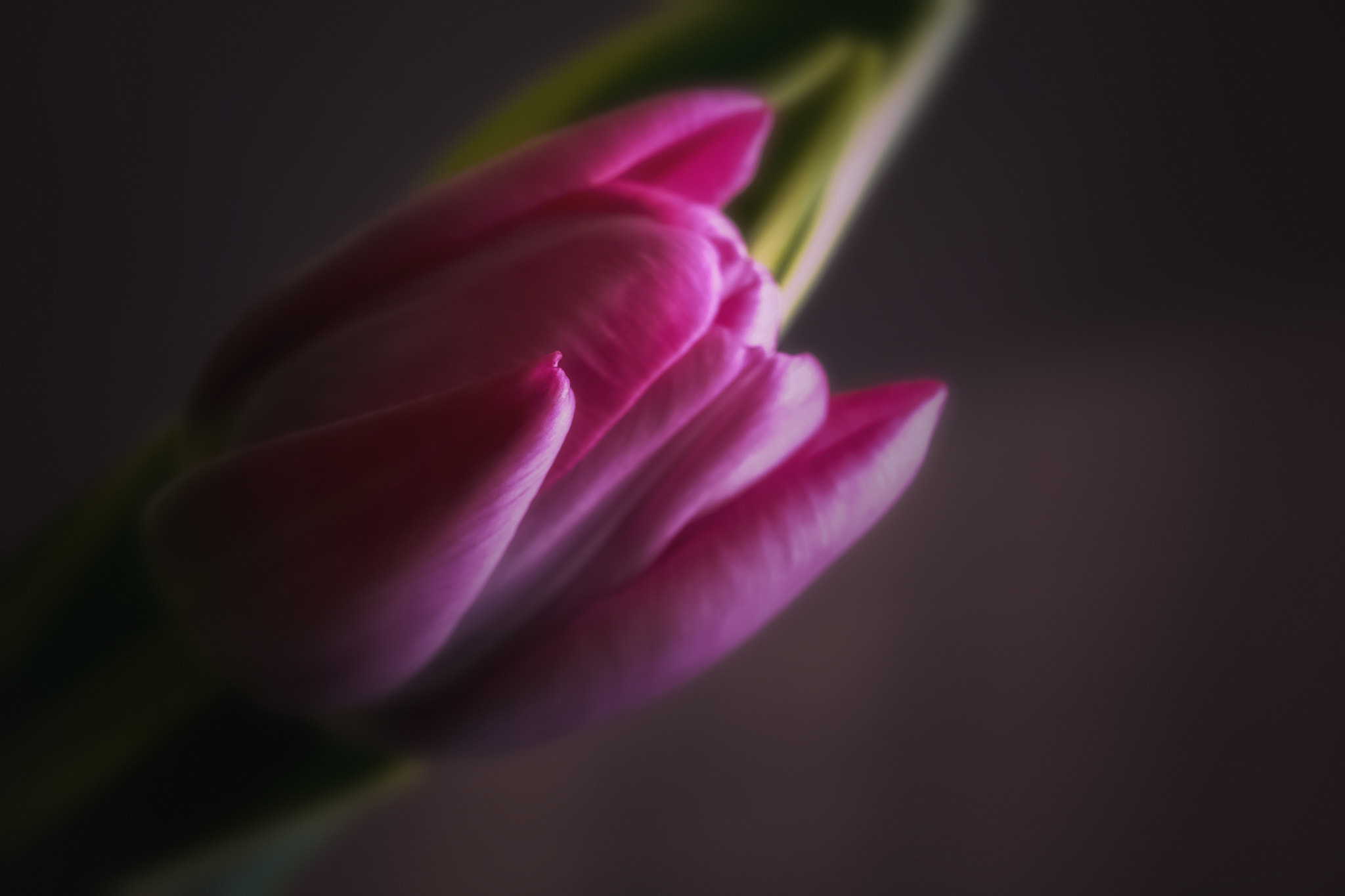 Canon EF 100mm F2.8 Macro USM sample photo. Thinking out loud photography