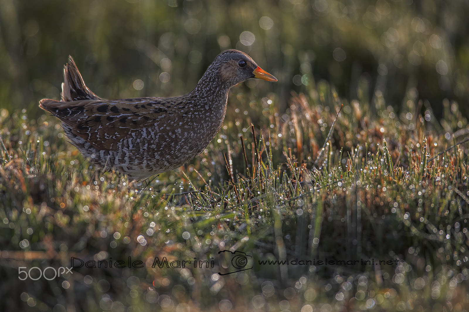 Canon EOS-1D X Mark II sample photo. Spotted crake (porzana porzana) voltolino photography