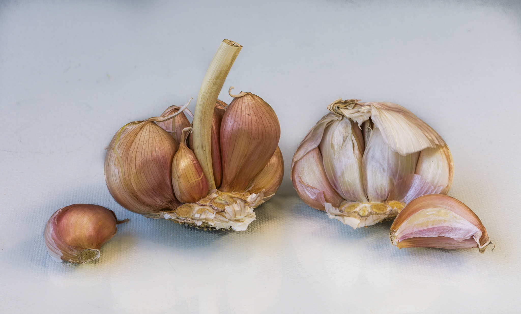 Canon EF 100mm F2.8 Macro USM sample photo. Ajo (allium sativum) photography