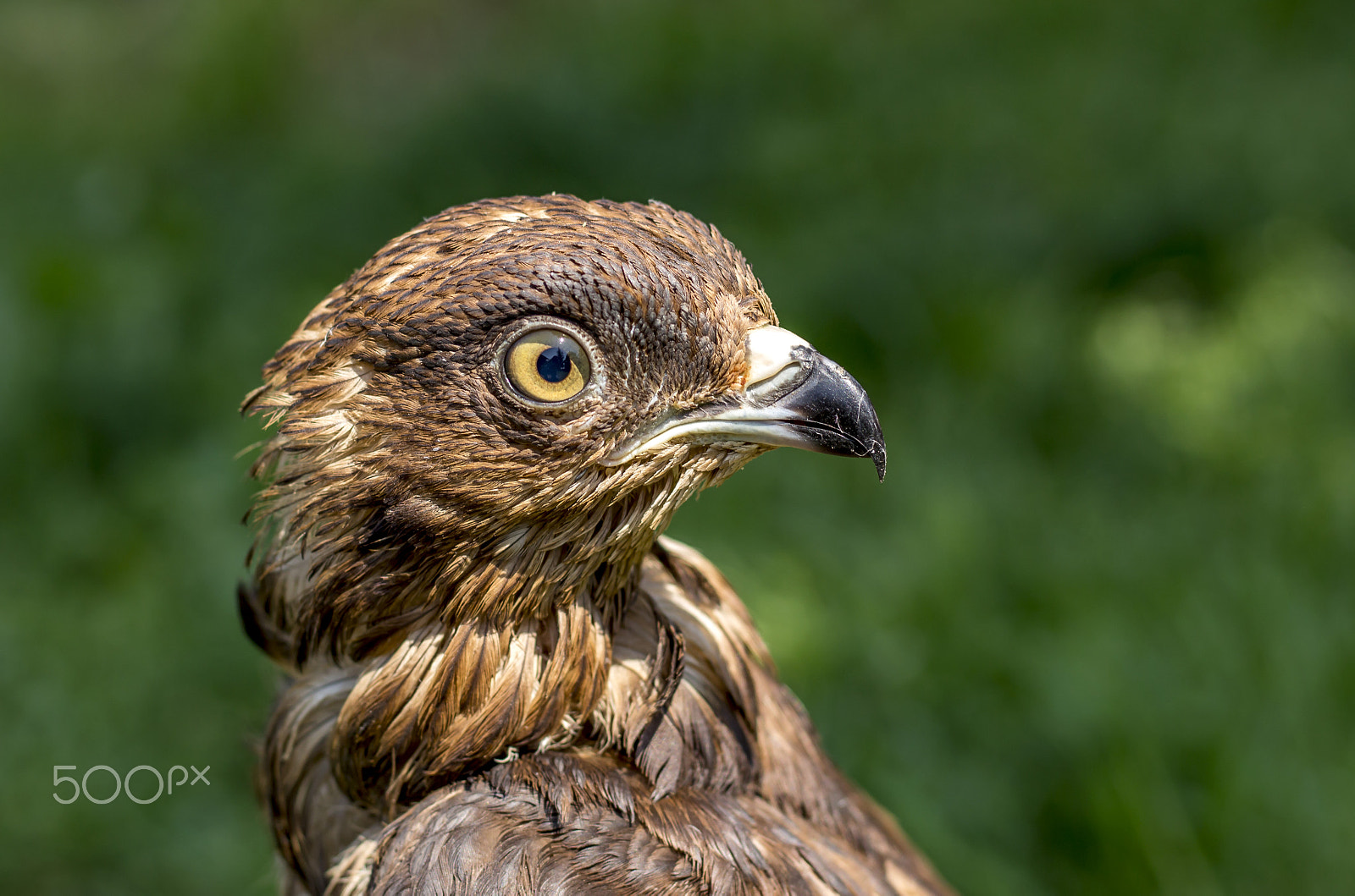 Canon EOS 100D (EOS Rebel SL1 / EOS Kiss X7) + Canon EF 50mm F1.8 STM sample photo. Bee falcon... photography