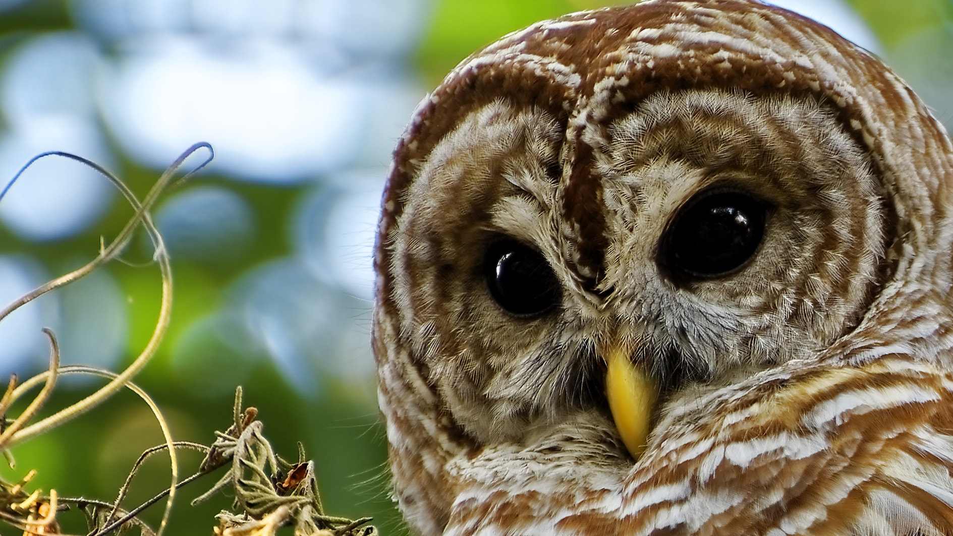 Nikon D500 sample photo. Owl head shot photography