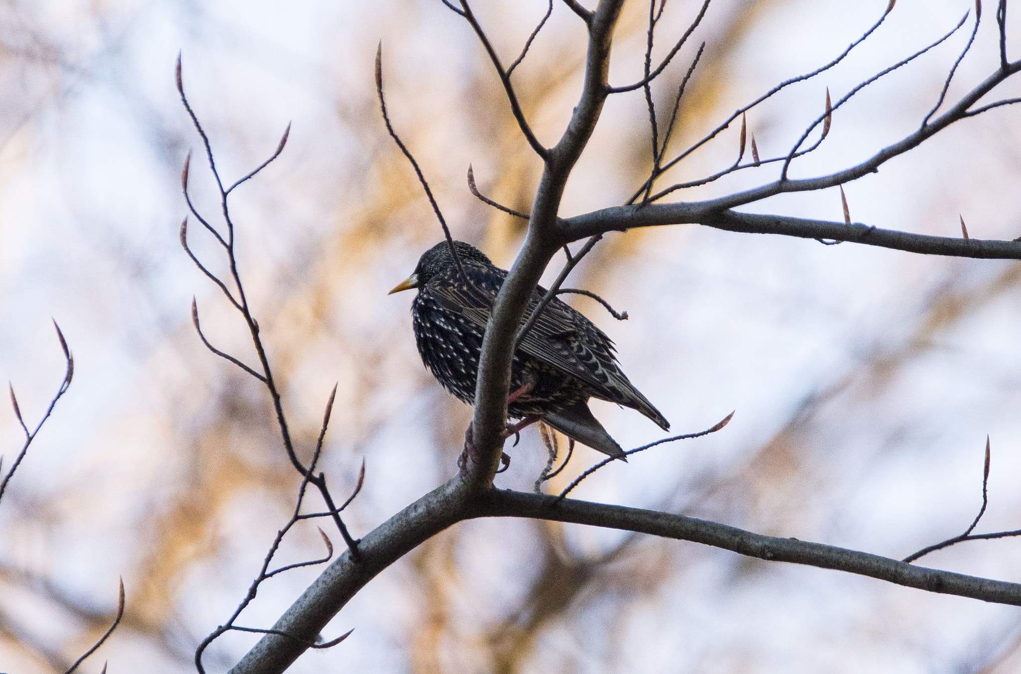 Nikon D5600 + Sigma 150-600mm F5-6.3 DG OS HSM | C sample photo. Starling photography