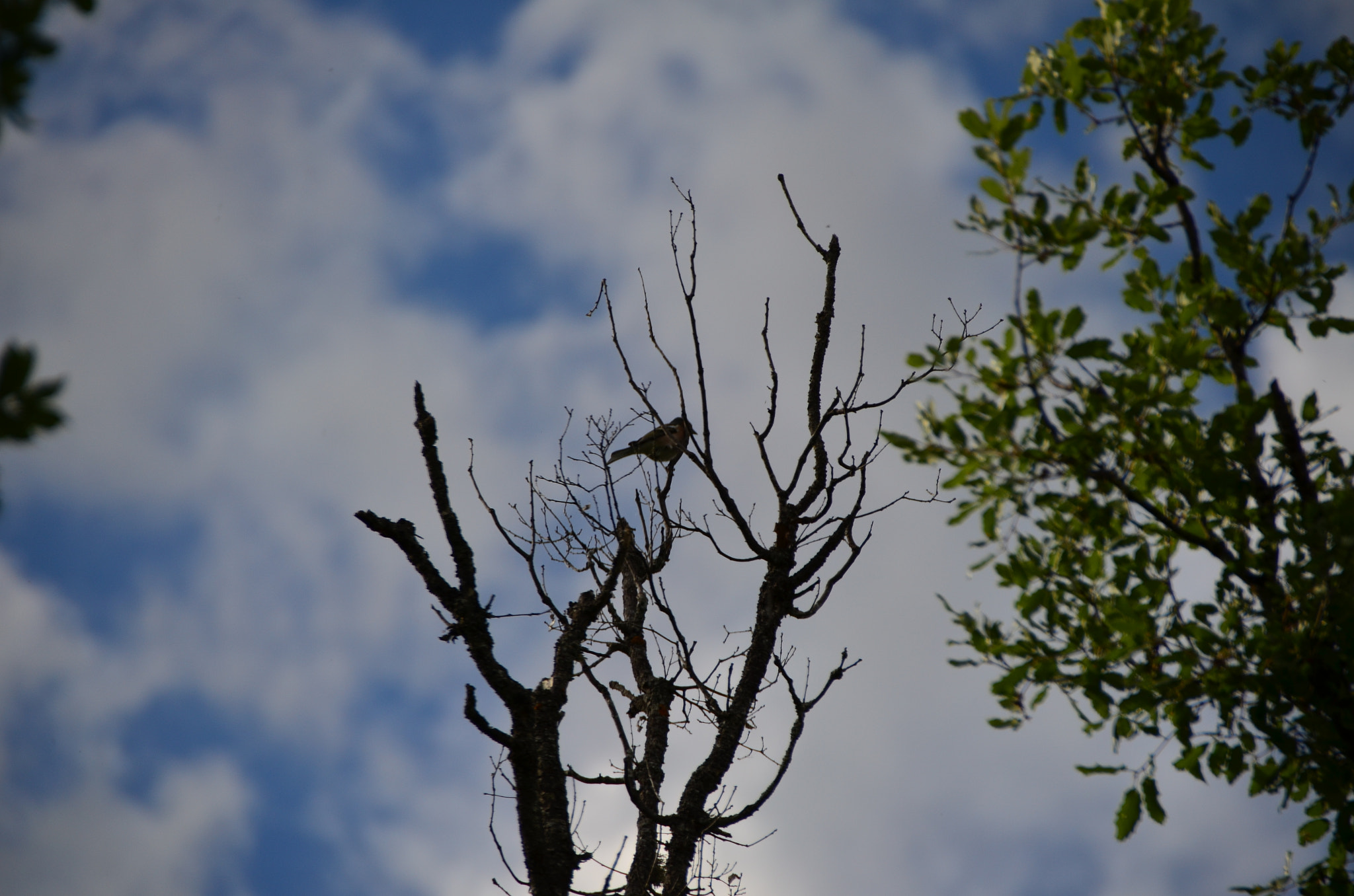 Sigma 18-200mm F3.5-6.3 II DC OS HSM sample photo. Pajarito pito pito photography