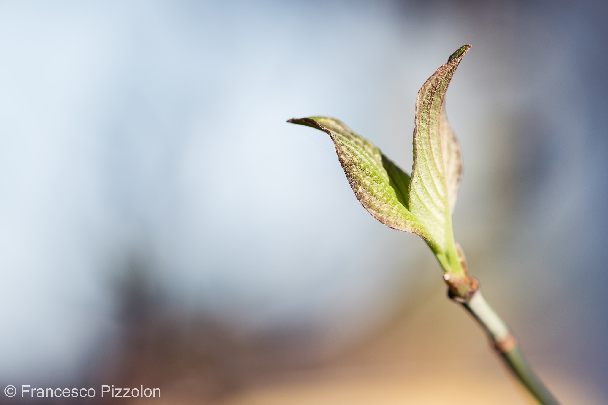 Fujifilm X-T10 sample photo. Spring 2 photography