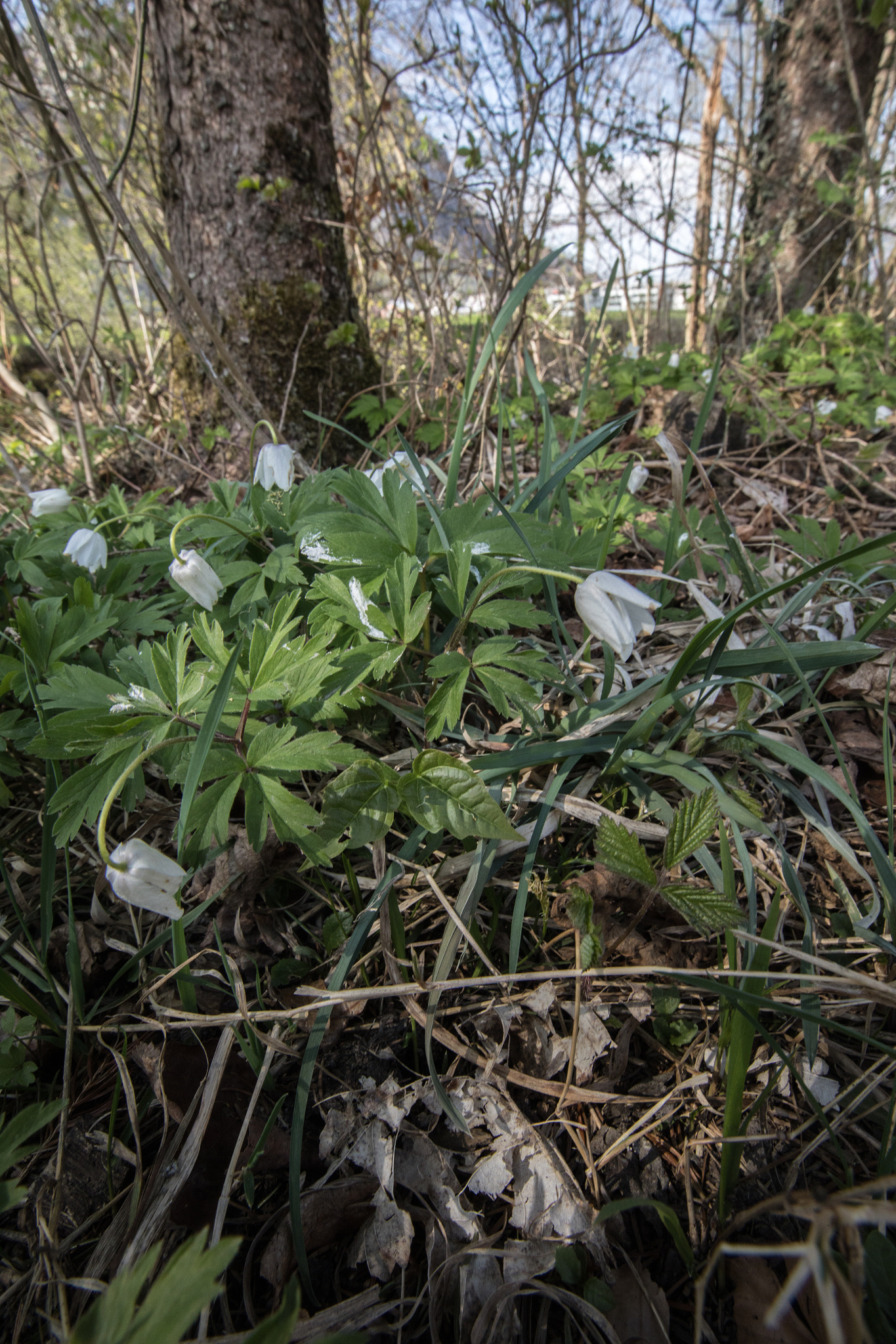 Canon EF 16-35mm F2.8L II USM sample photo. Spring growth photography