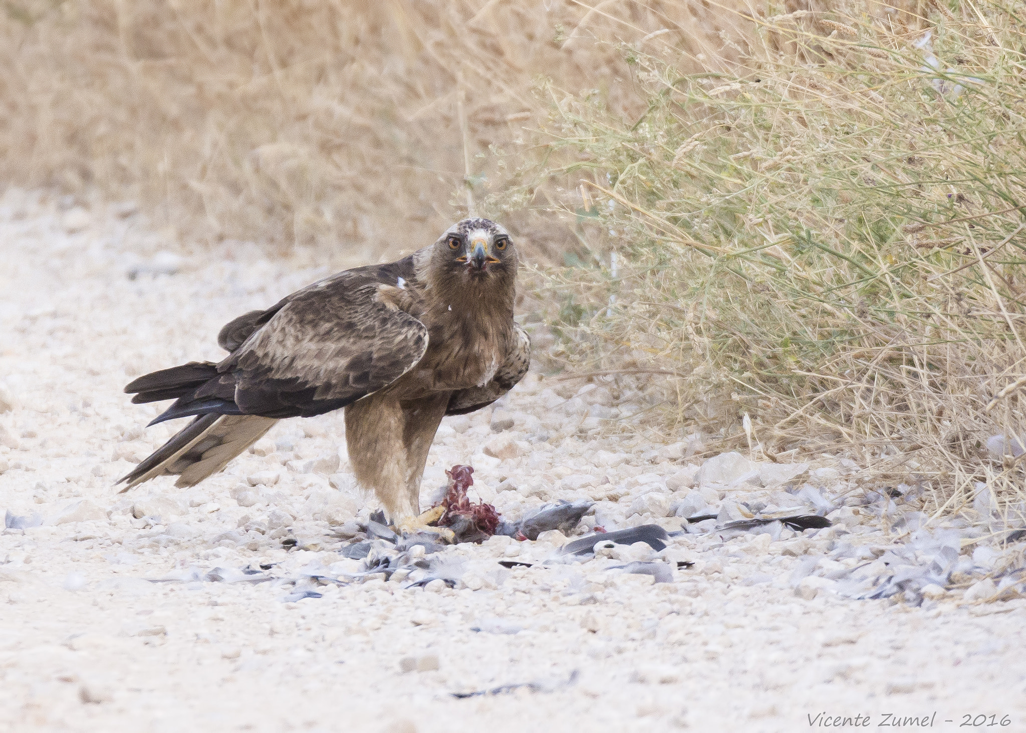 Tamron SP 150-600mm F5-6.3 Di VC USD sample photo. Booted eagle photography