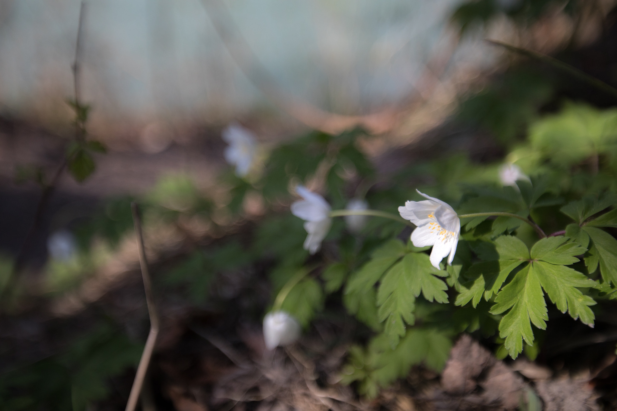 Canon EF 16-35mm F2.8L II USM sample photo. Spring awakening iii photography