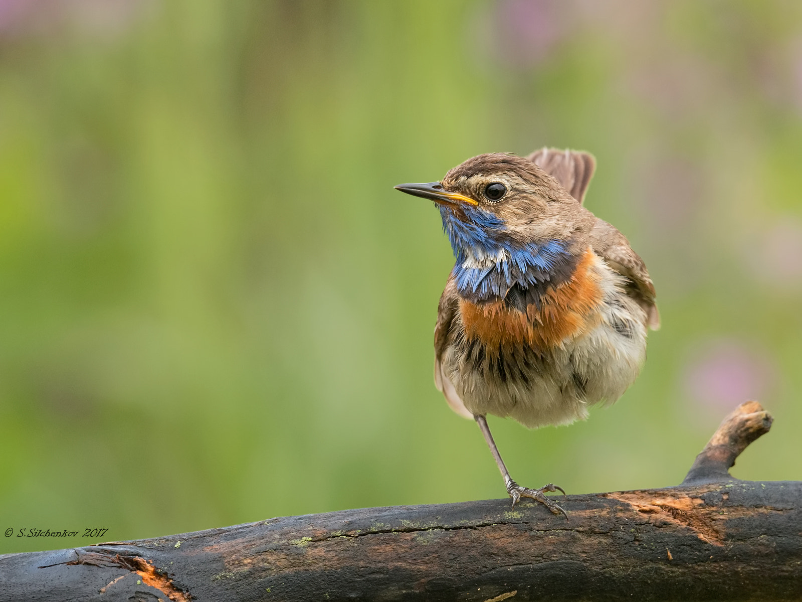 Nikon D4 + Sigma 150-600mm F5-6.3 DG OS HSM | S sample photo. Bluethroat photography