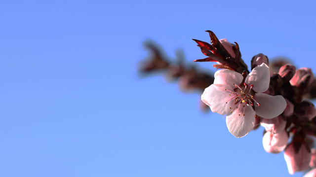Canon EOS 500D (EOS Rebel T1i / EOS Kiss X3) + Canon EF 50mm F1.8 STM sample photo. Blossom in spring photography