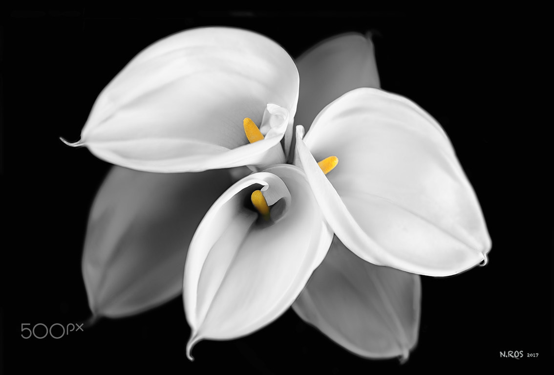 Nikon D610 sample photo. Lliris / lilies photography