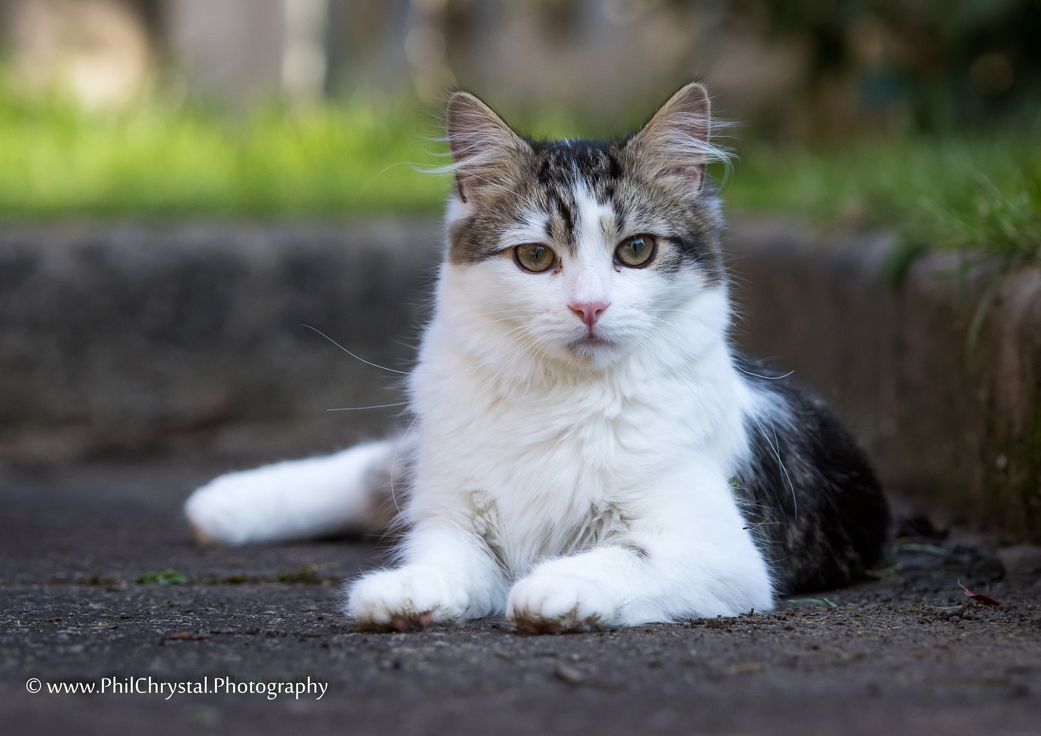Canon EF 70-200mm F2.8L USM sample photo. Kittens photography