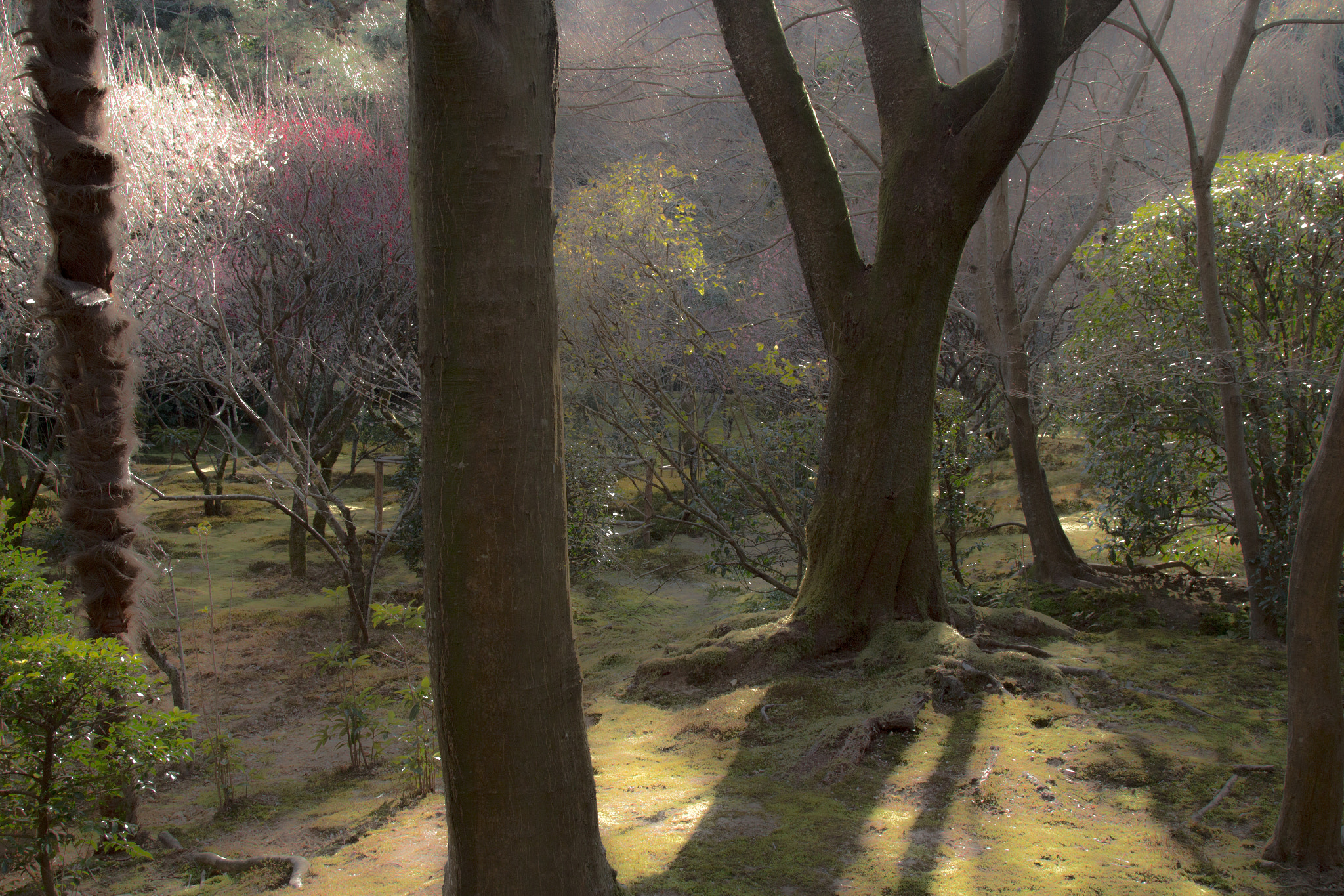 Canon EOS 700D (EOS Rebel T5i / EOS Kiss X7i) sample photo. Twilight forest photography