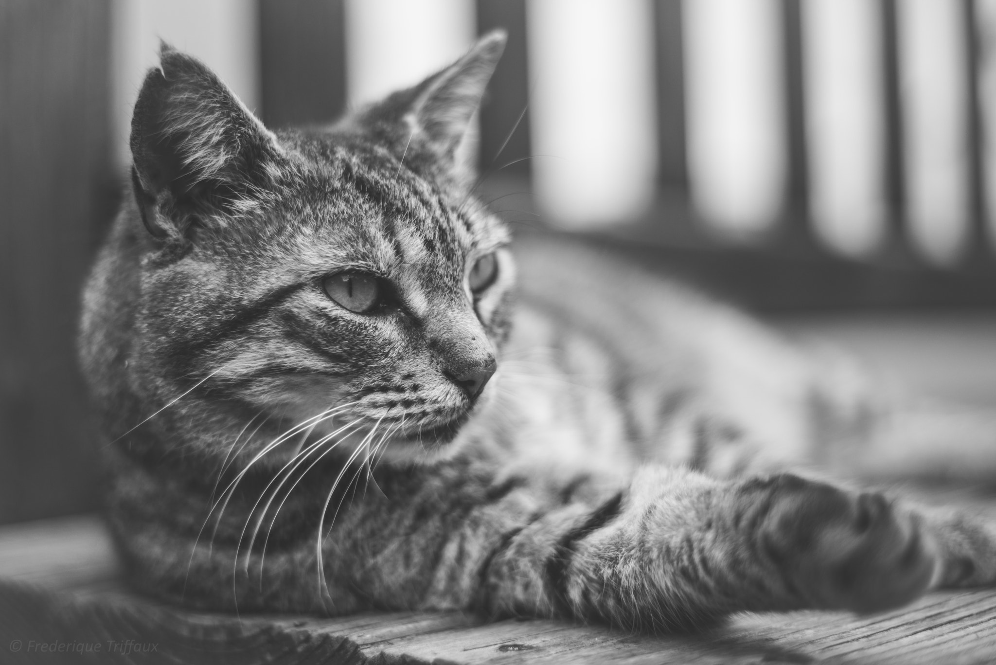 smc PENTAX-FA 50mm F1.7 sample photo. Classical b&w cat photography