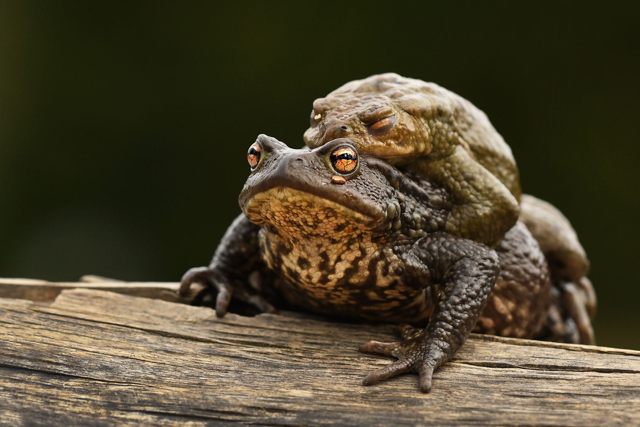 Nikon D500 + Nikon AF Nikkor 50mm F1.4D sample photo. Common toad photography