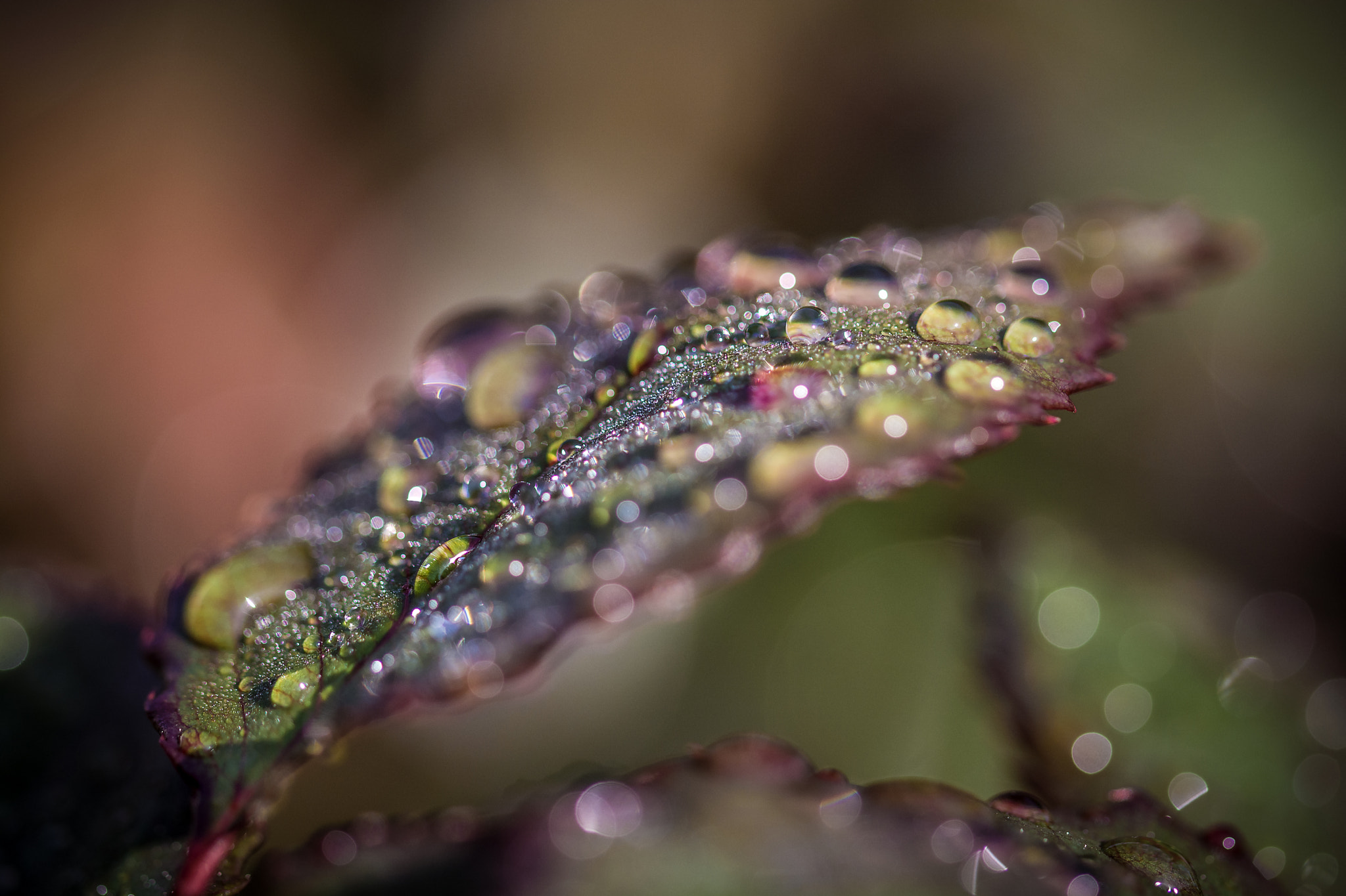 Sigma 105mm F2.8 EX DG OS HSM sample photo. Raindrops and bokeh 5 photography