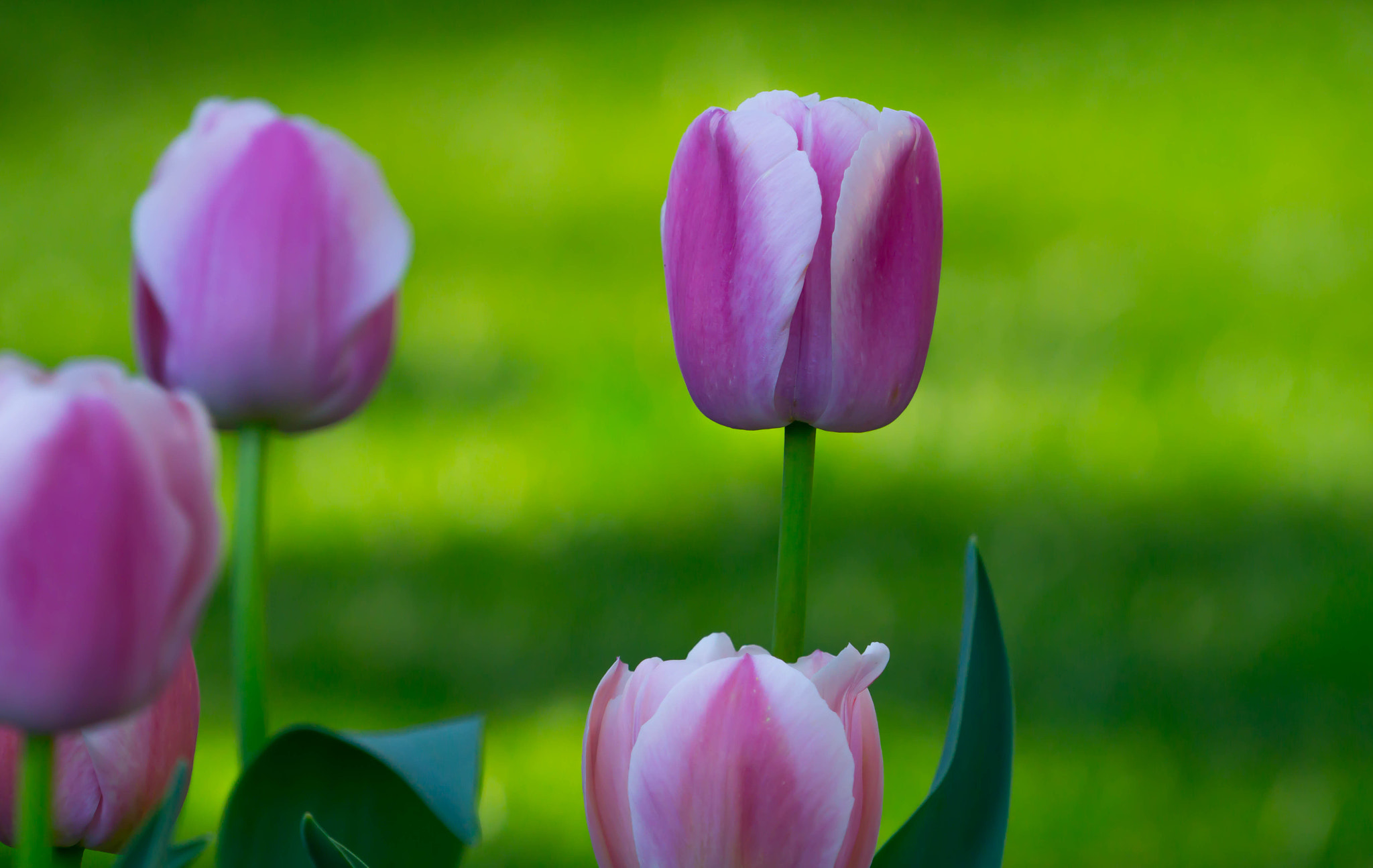 Sony a6000 + Sony FE 70-200mm F4 G OSS sample photo. Tulips tulips tulips photography
