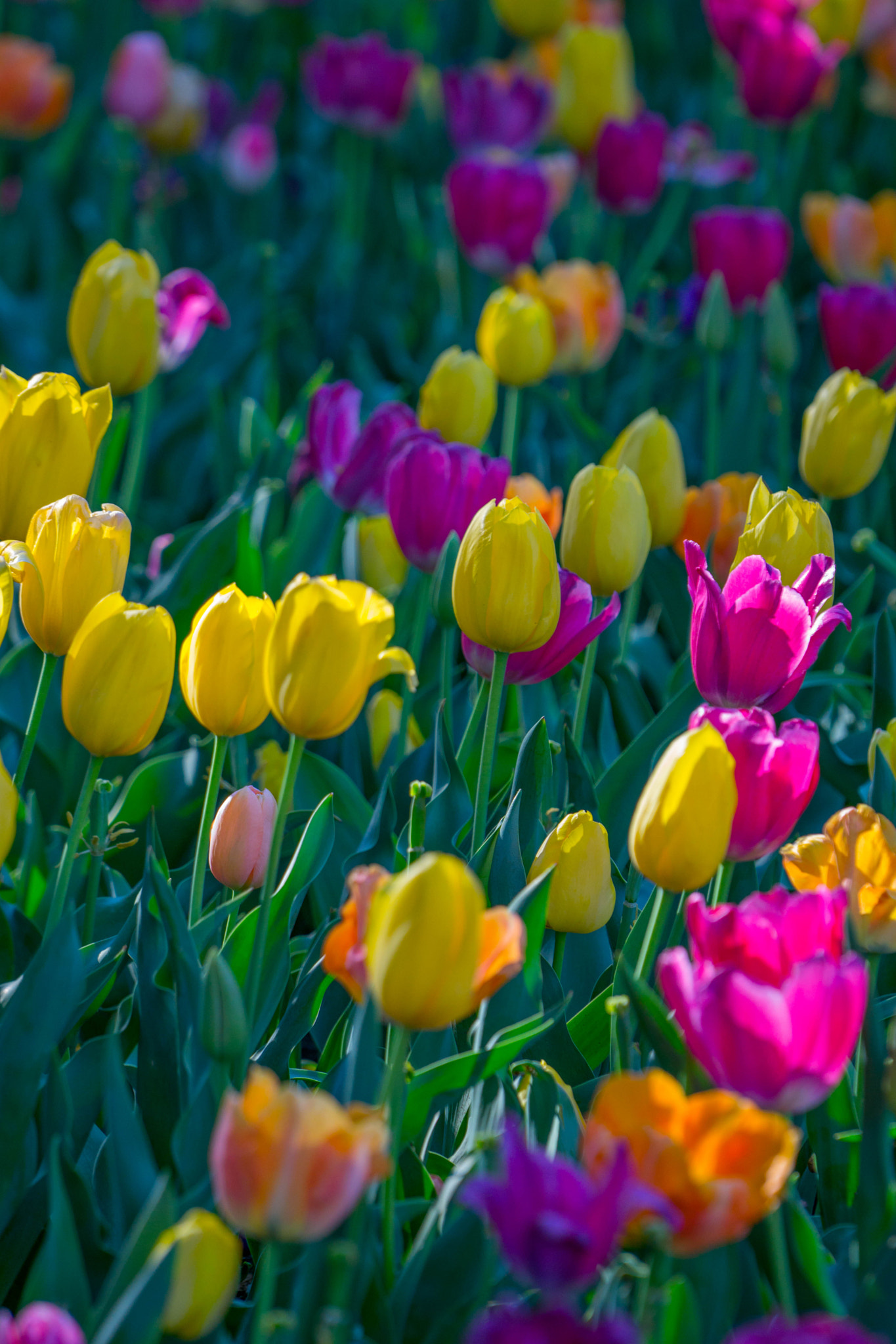 Sony a6000 sample photo. Tulips tulips tulips photography